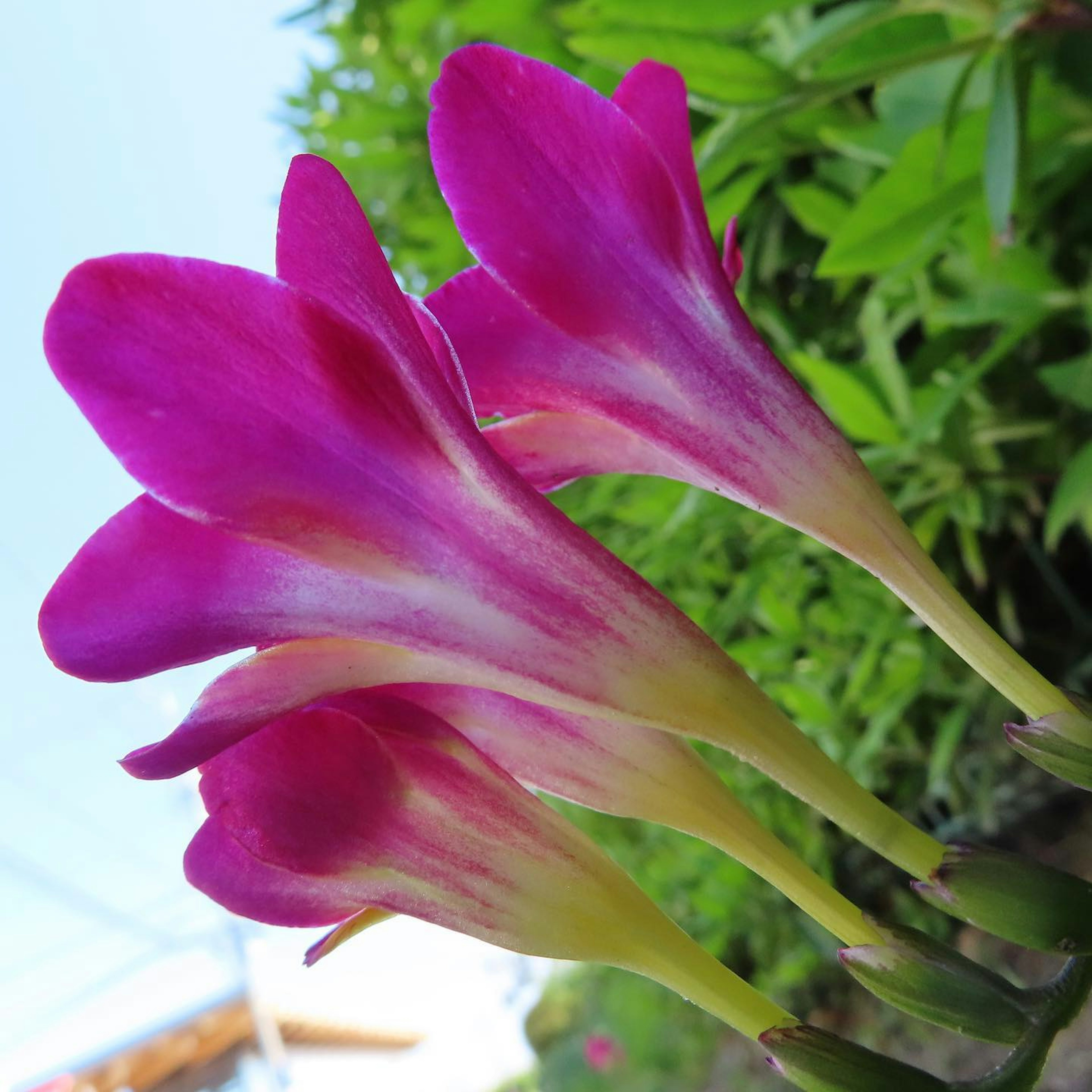 Primo piano di fiori di fresia rosa vivace con petali delicati