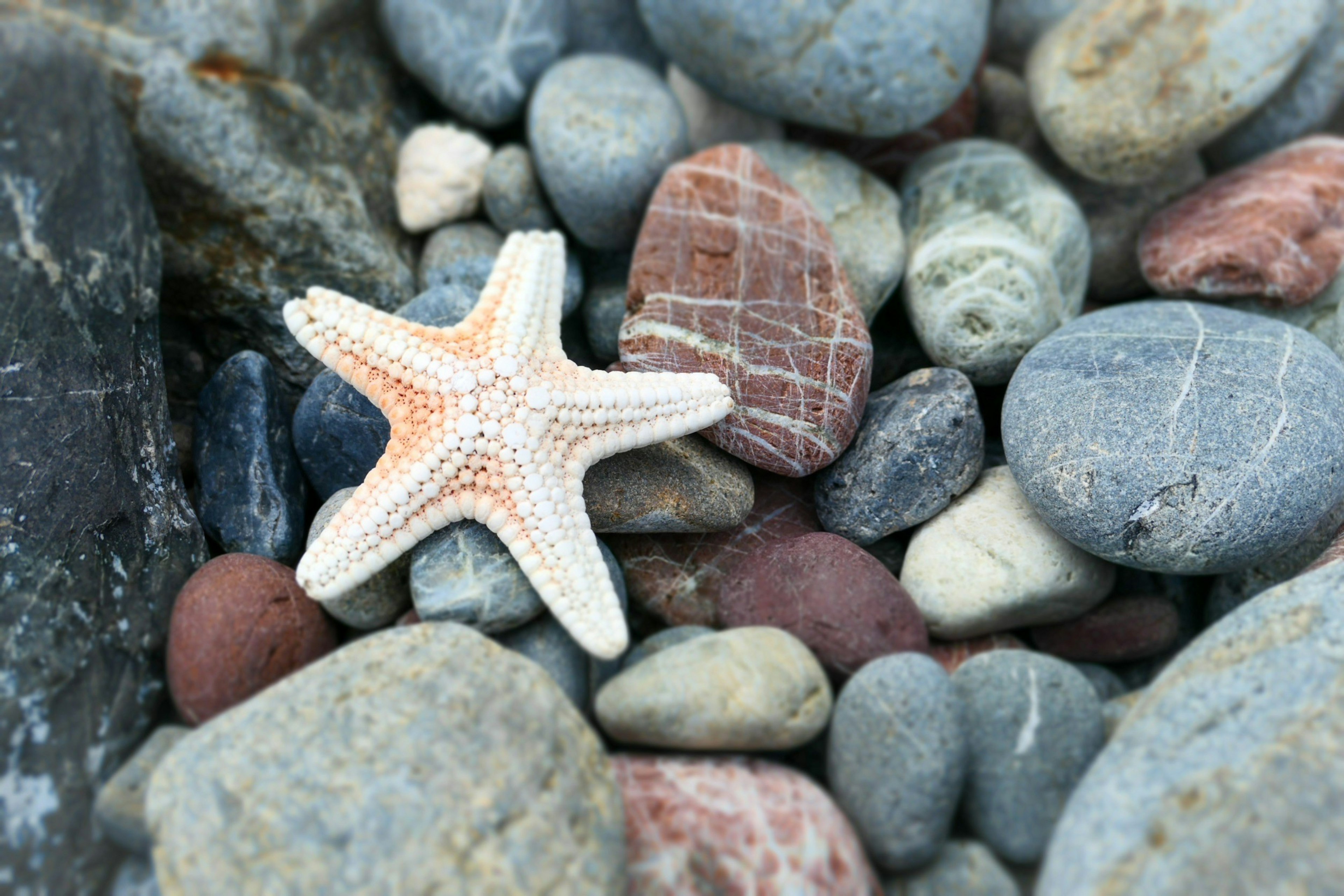 Starfish among colorful pebbles on a rocky shore