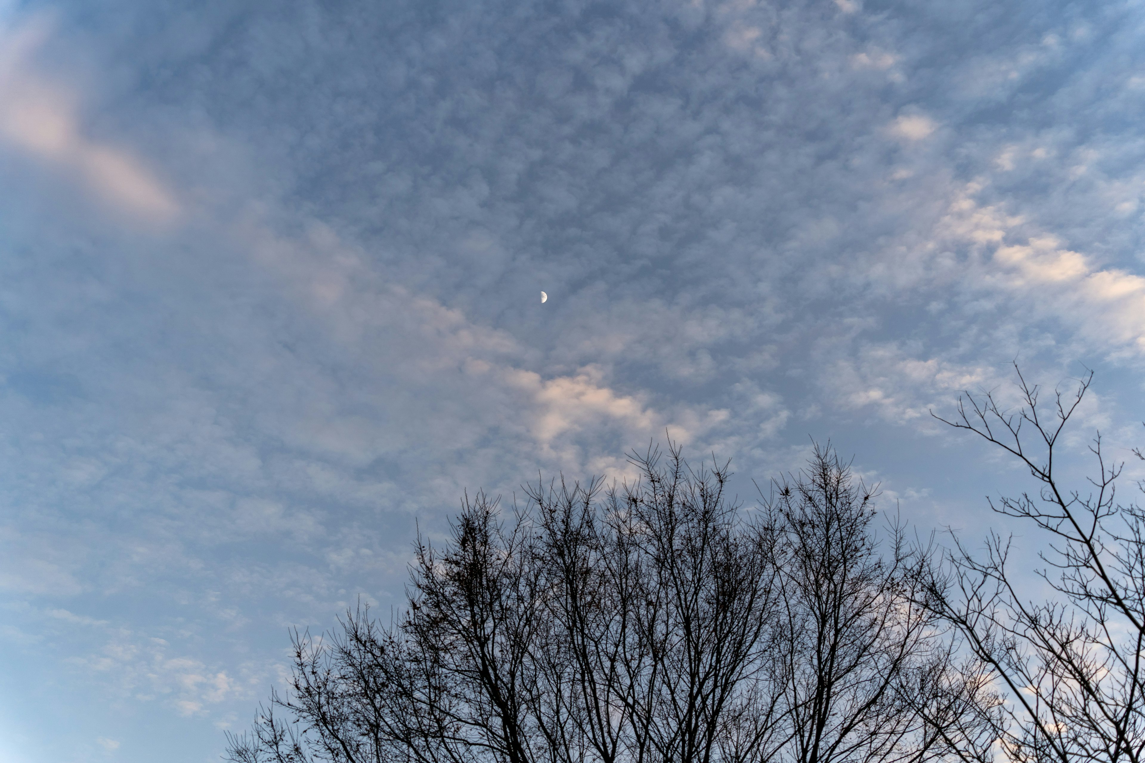 Lune visible dans un ciel bleu avec des nuages et des arbres d'hiver nus
