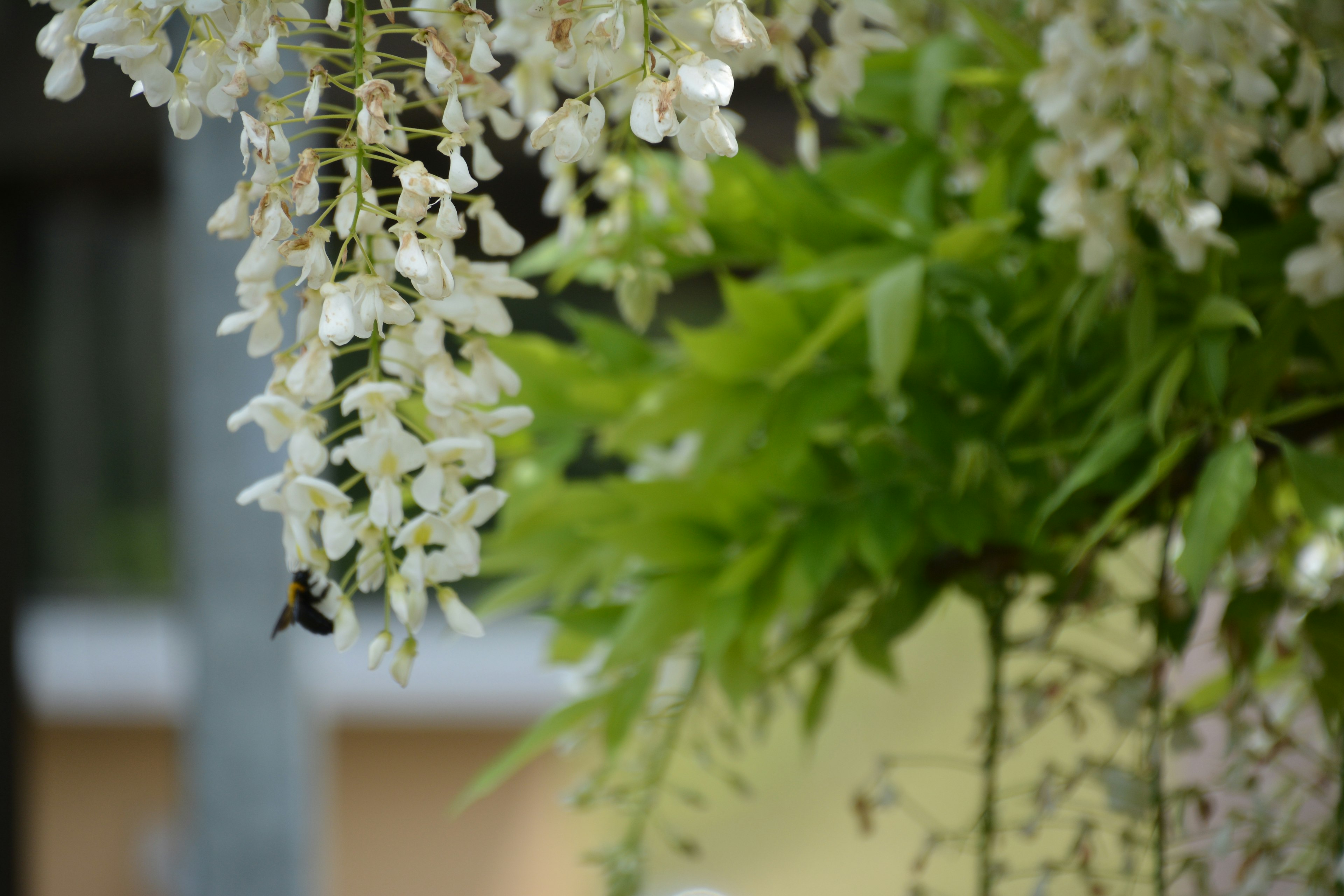 白色花朵垂挂的特写，背景有绿色叶子