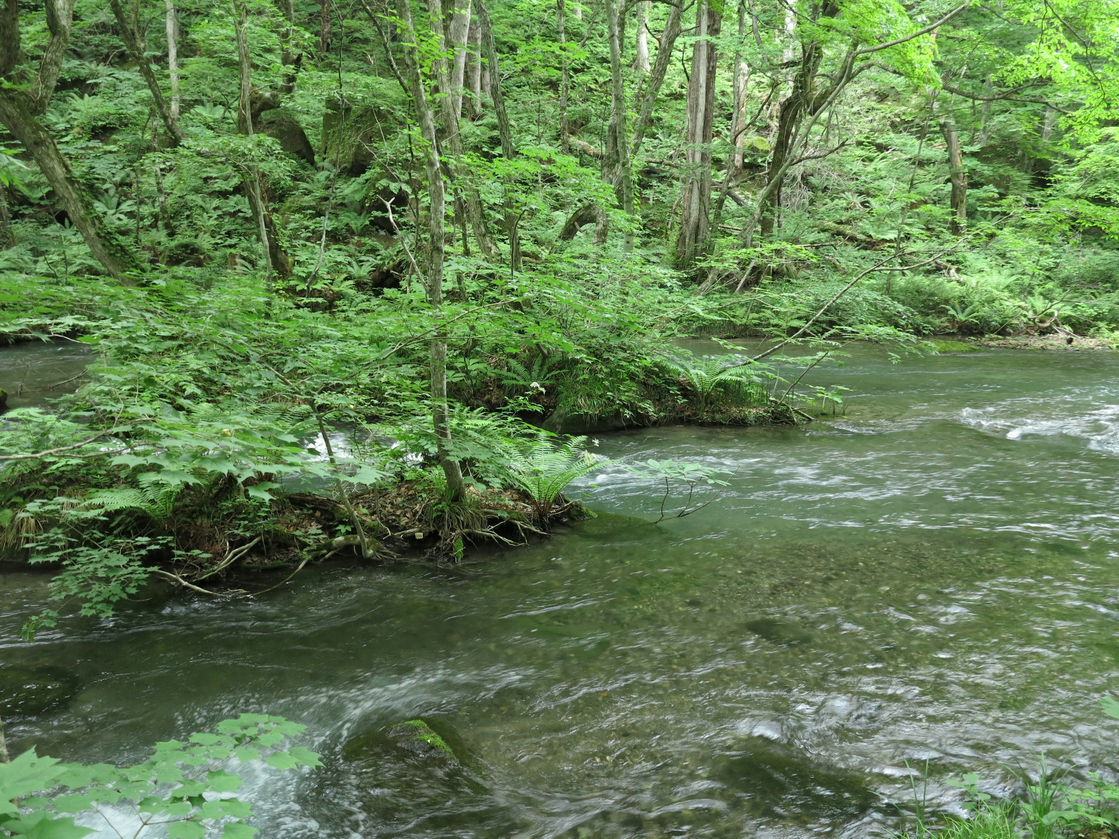 Malersicher Blick auf einen klaren Bach, der durch einen üppigen Wald fließt