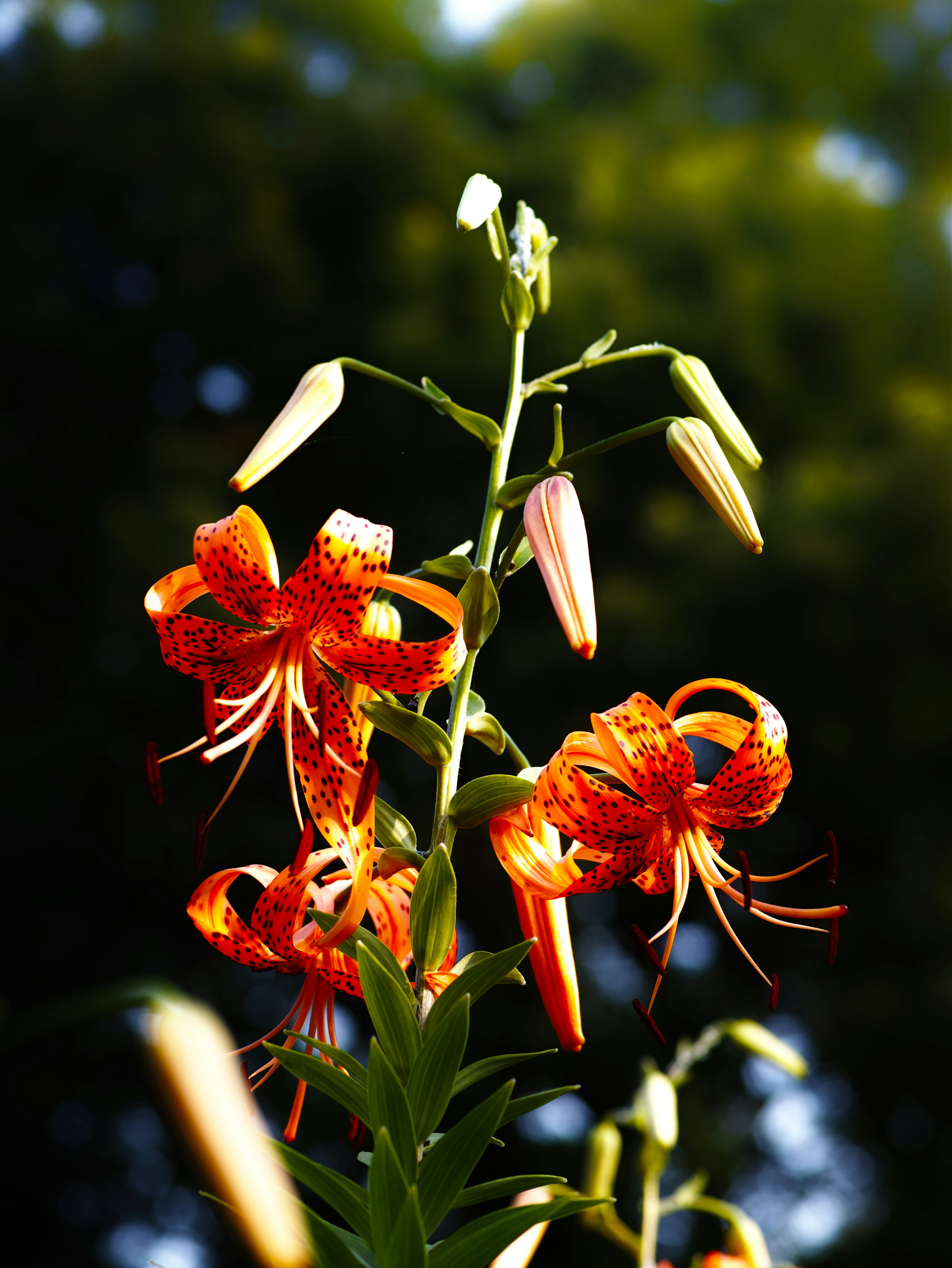 鮮やかなオレンジ色のユリの花が咲いている様子