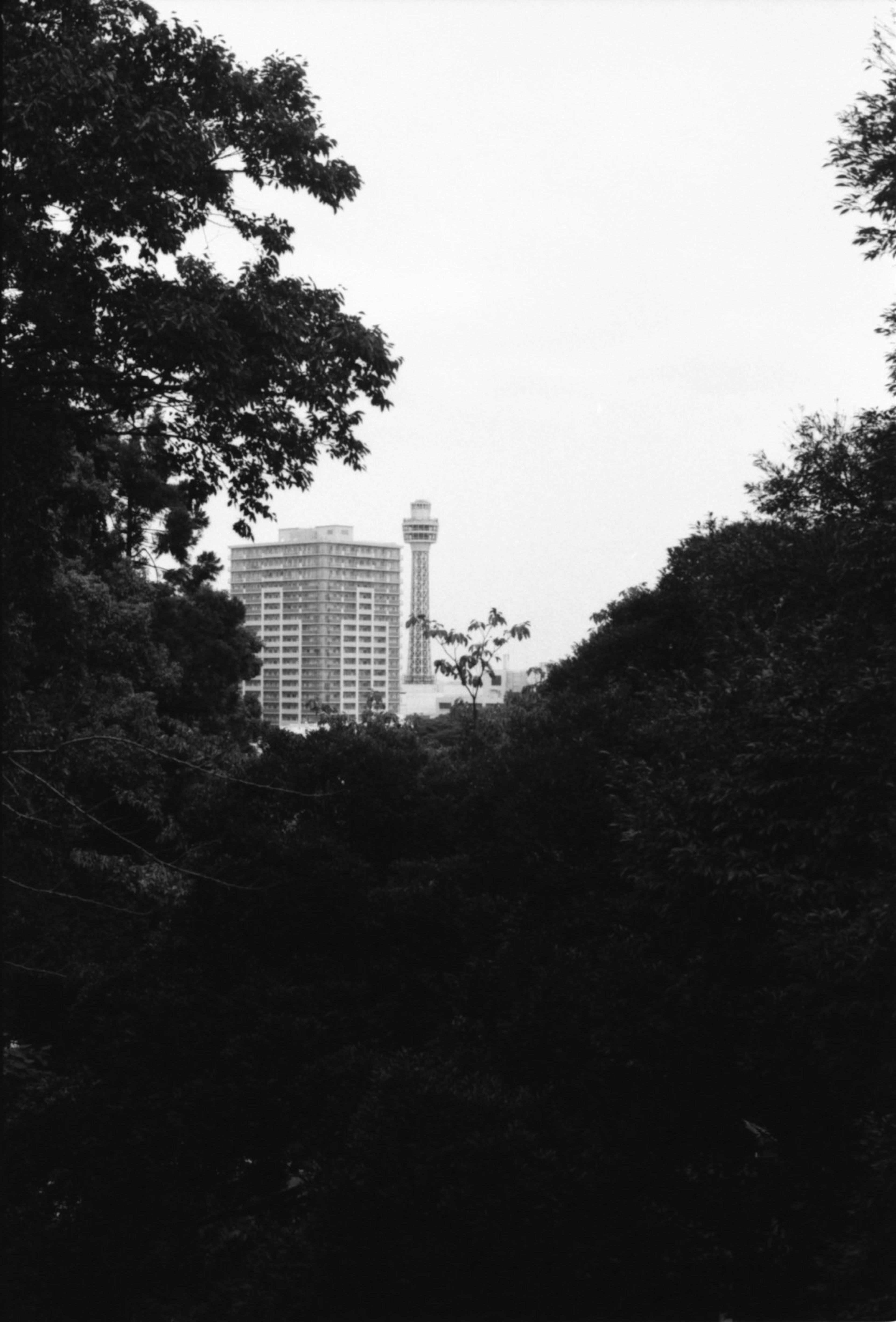 Urban landscape framed by greenery featuring a towering skyscraper