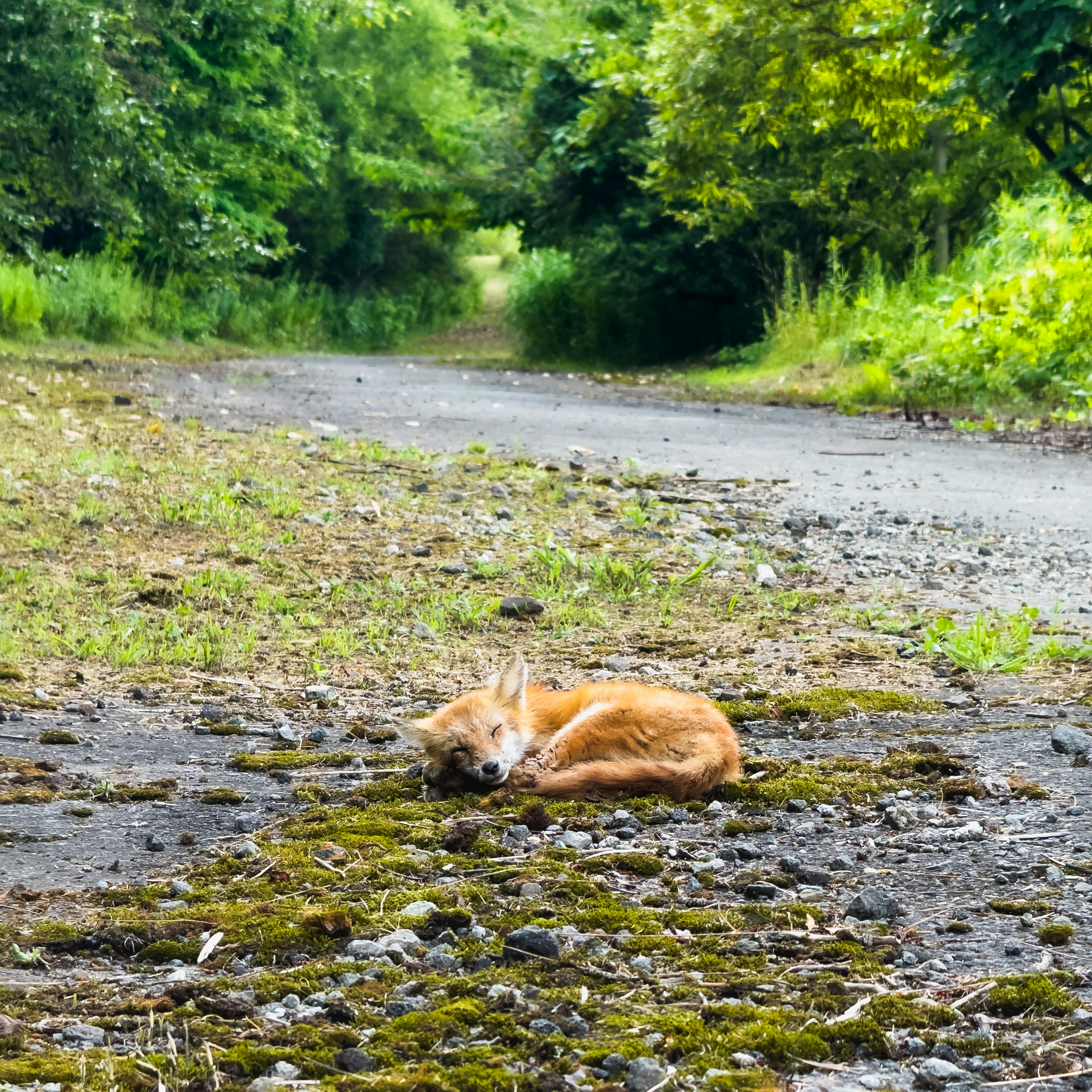 A brown puppy curled up sleeping on a gravel path