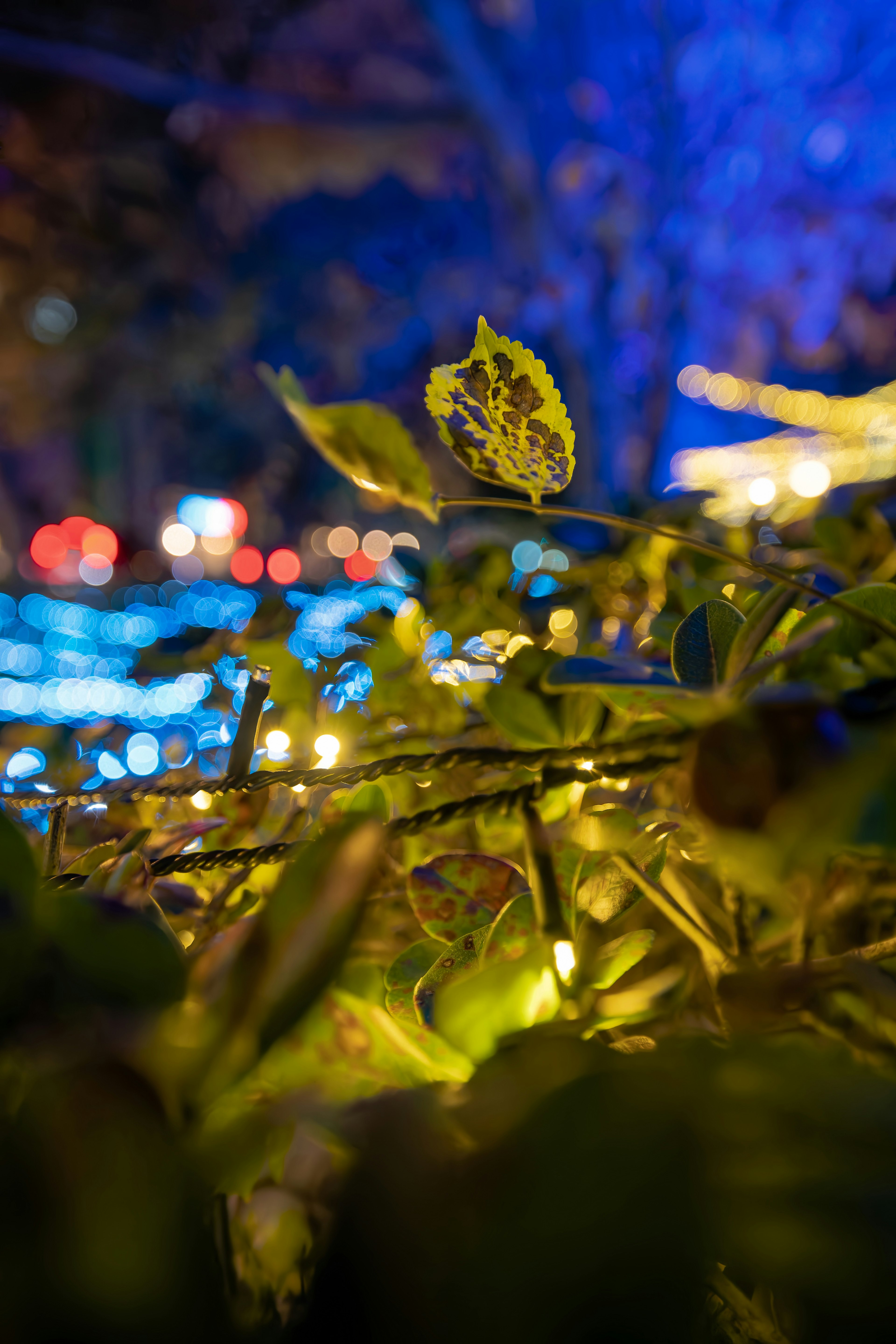 Close-up of green leaves with glowing lights blurred blue and orange background at night