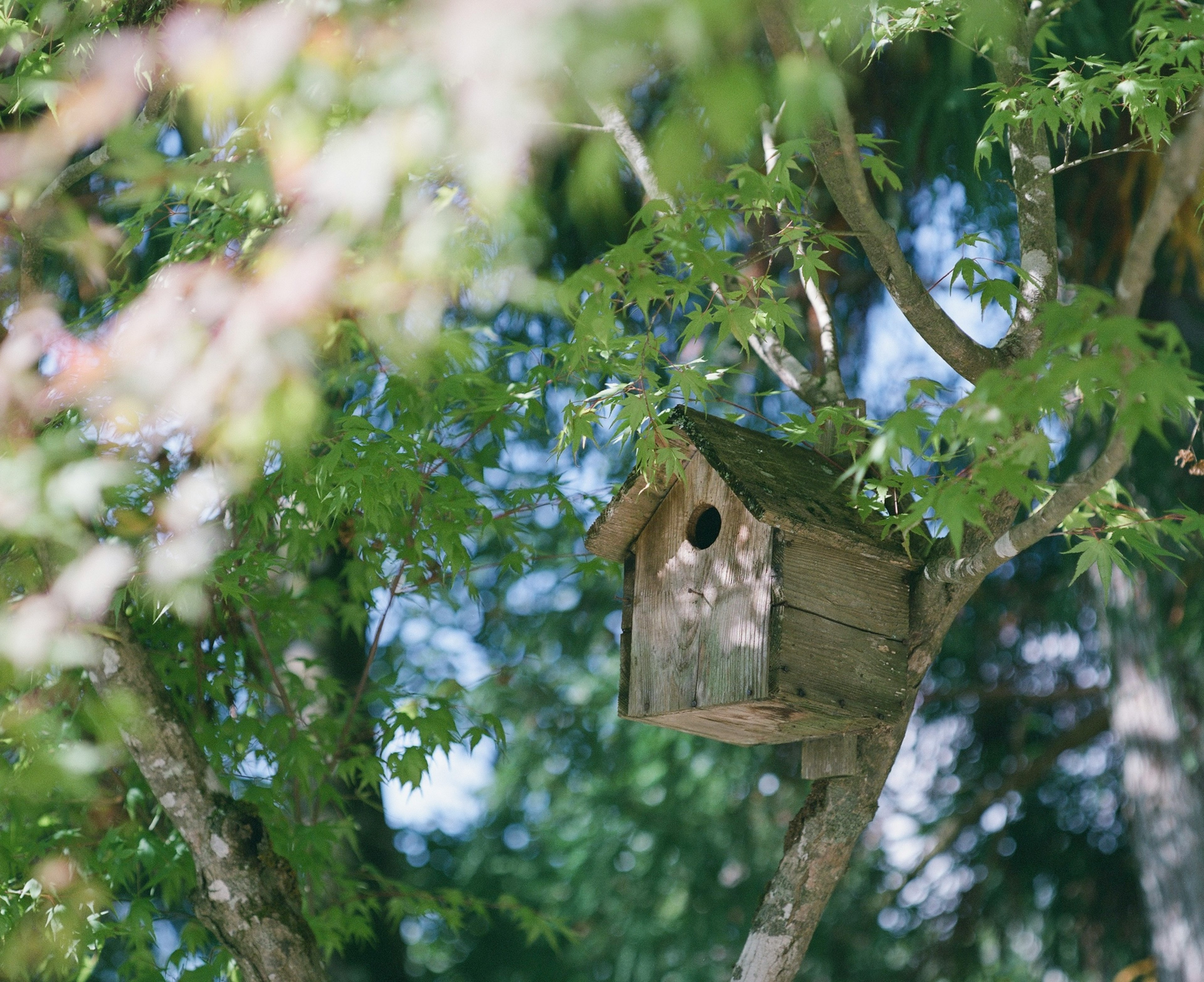 Una pequeña casa para pájaros anidada en un árbol rodeada de hojas verdes