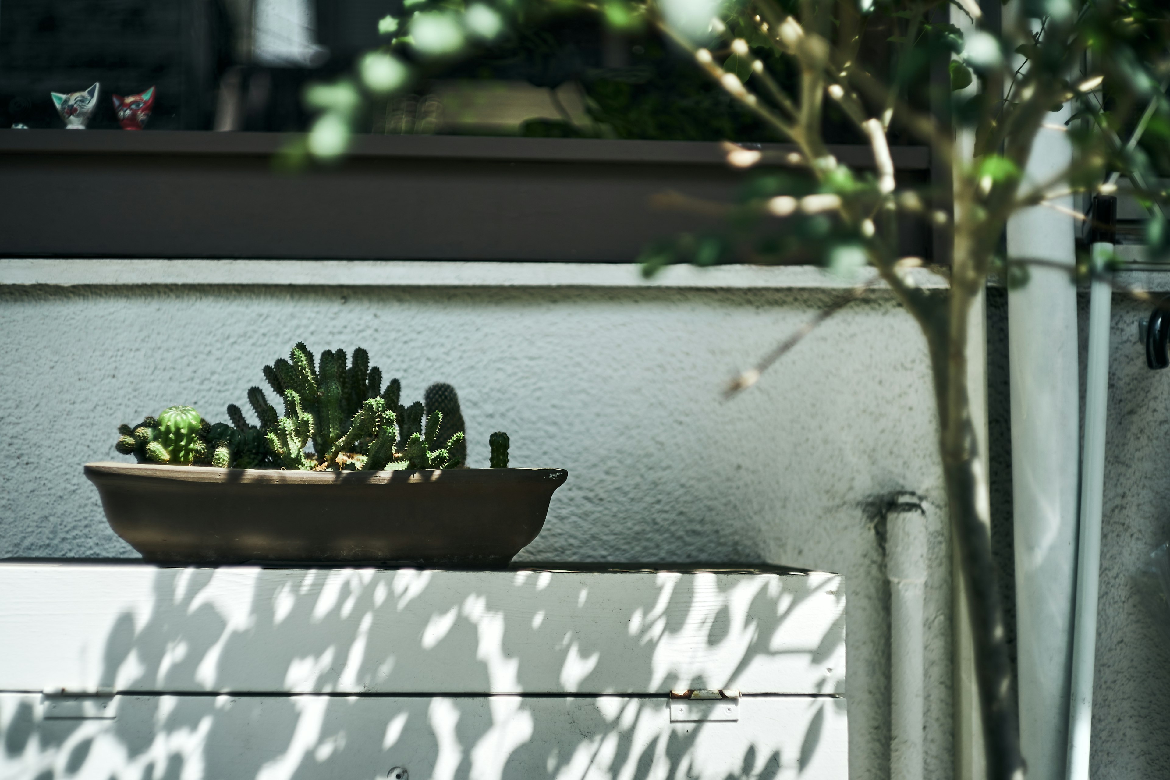 緑の多肉植物が入った茶色の鉢と影のコントラストのある窓辺のシーン