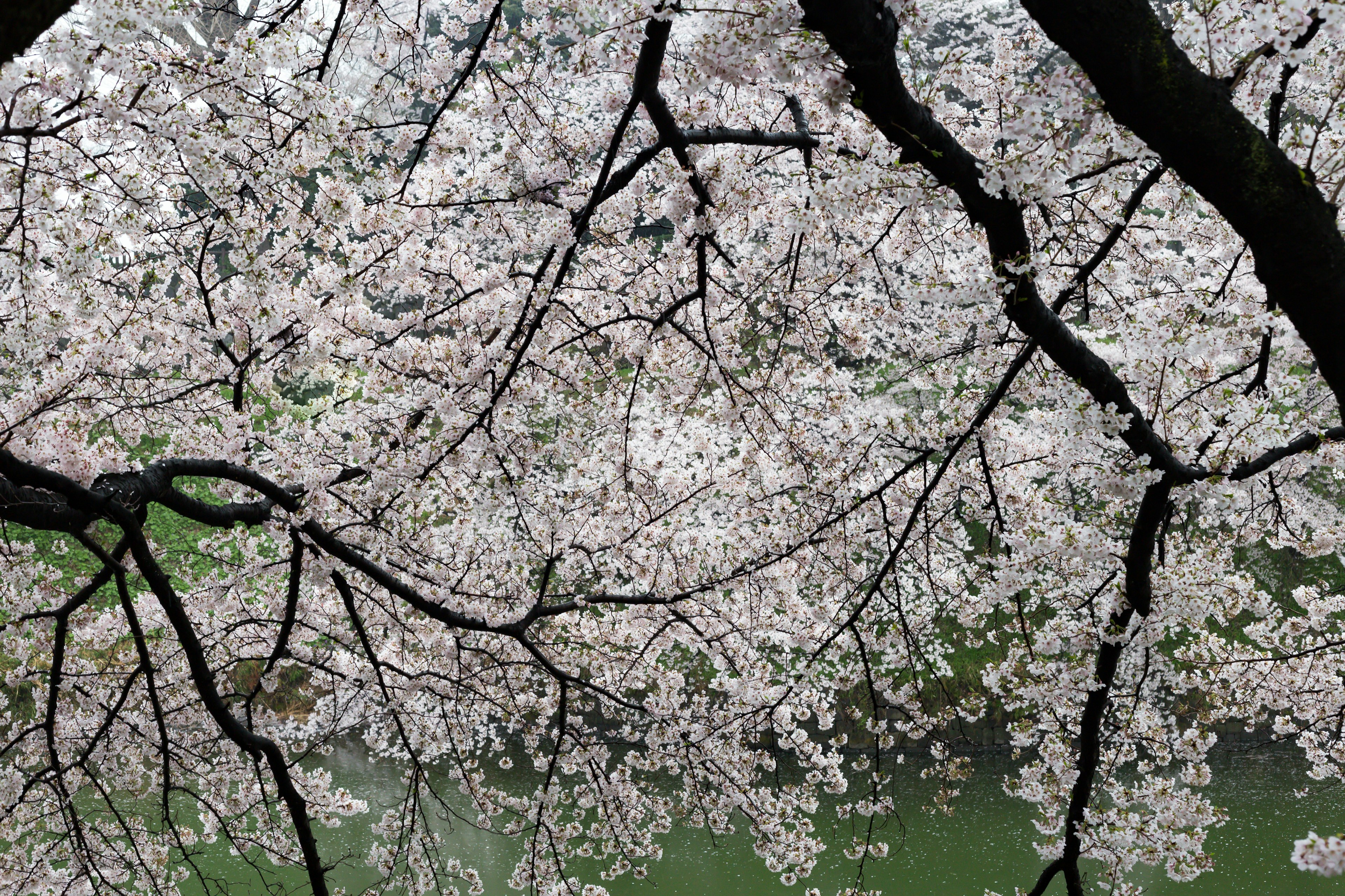 Pemandangan indah cabang bunga sakura dengan bunga putih