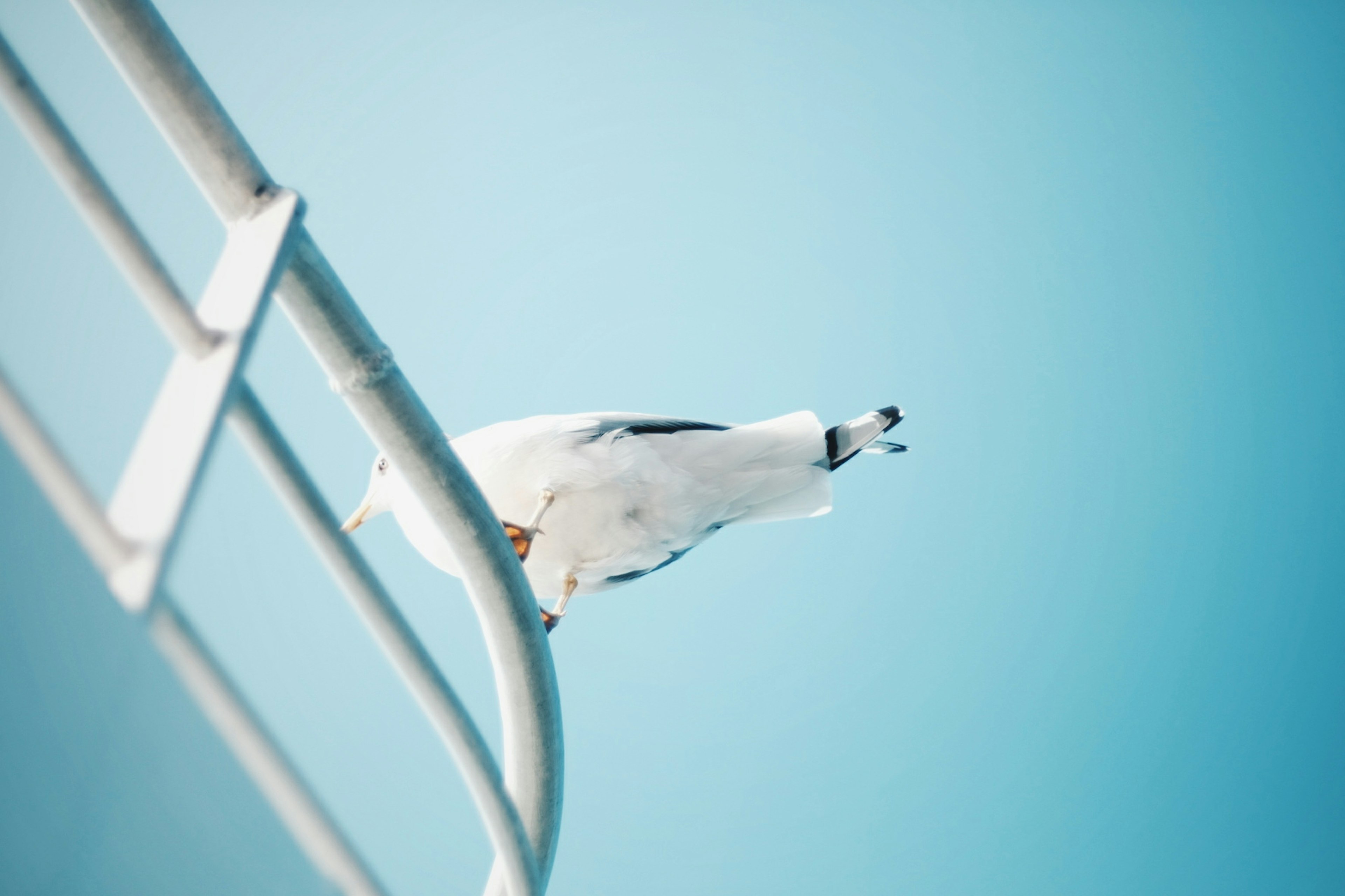 A seagull perched on a railing against a blue background