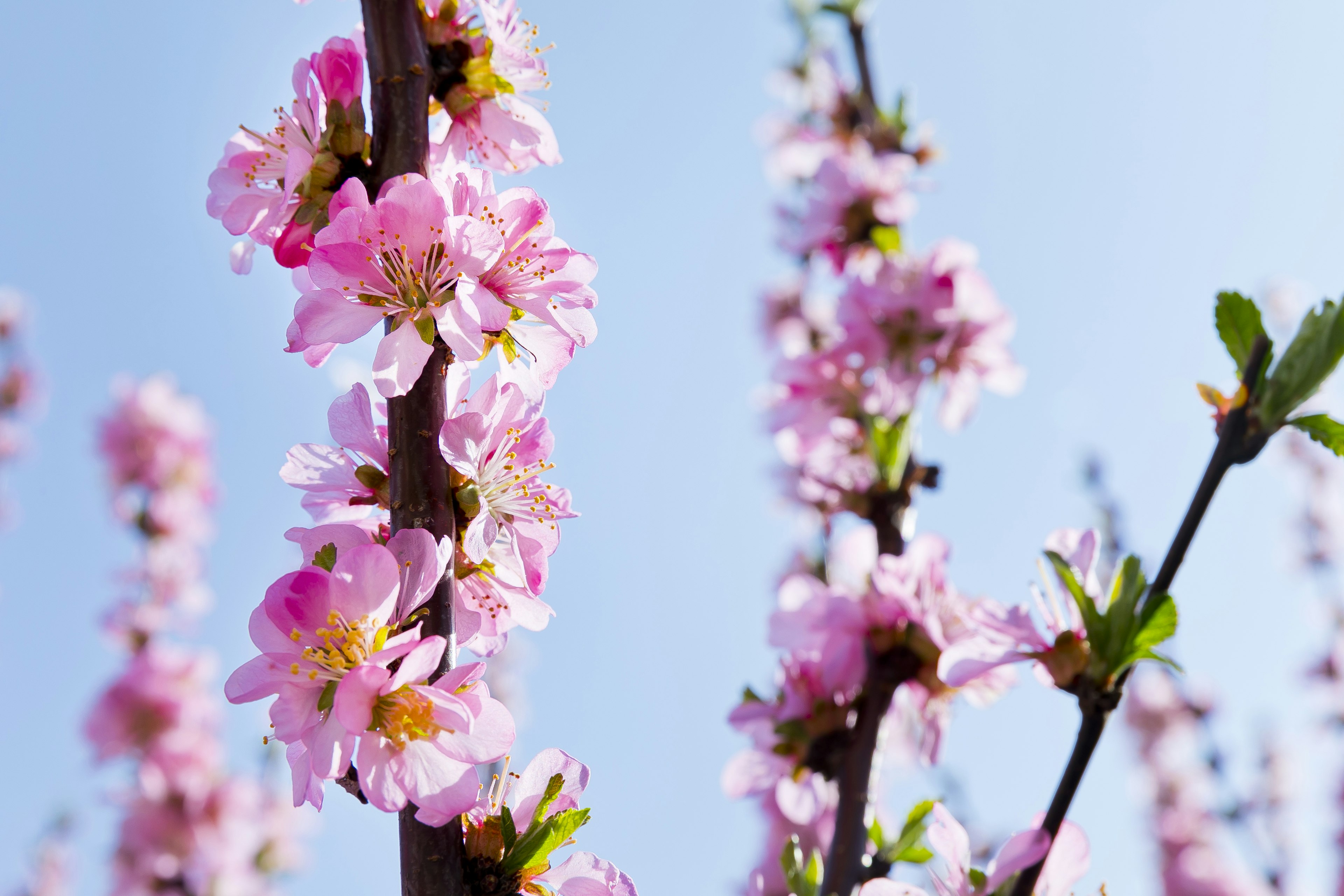 Branches adorned with pink blossoms against a clear blue sky