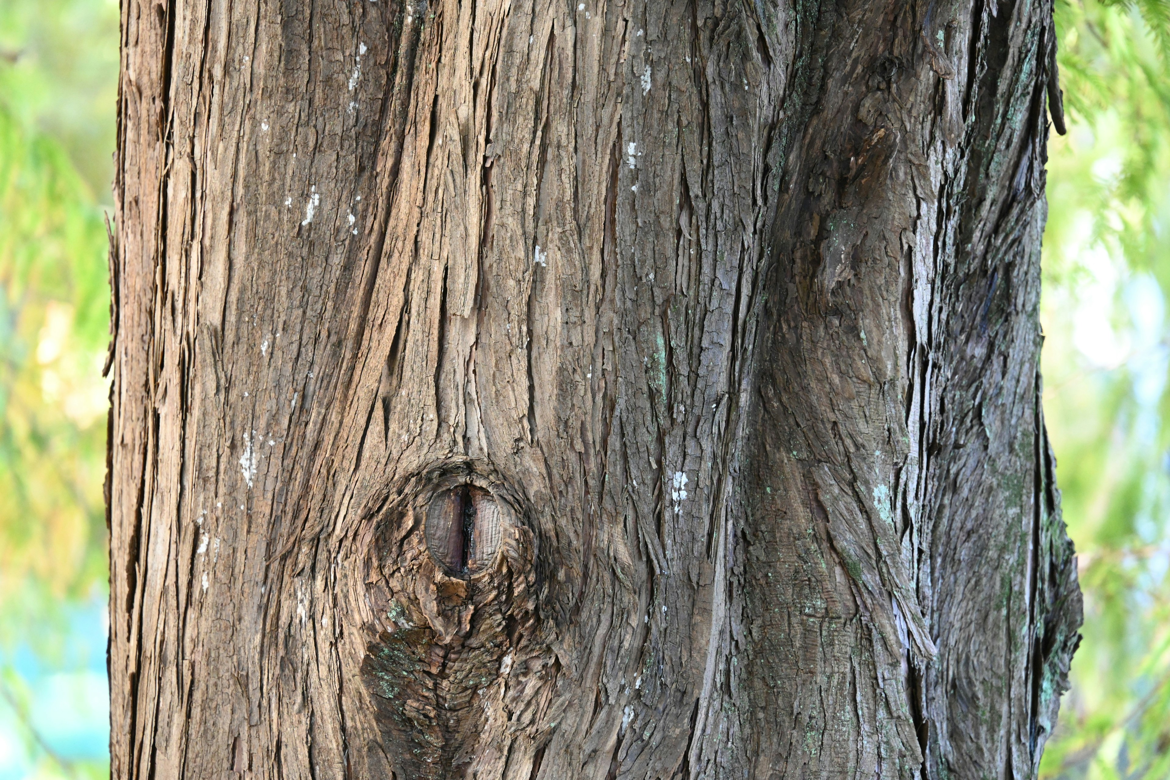 Textura detallada de un tronco de árbol con variaciones de color naturales