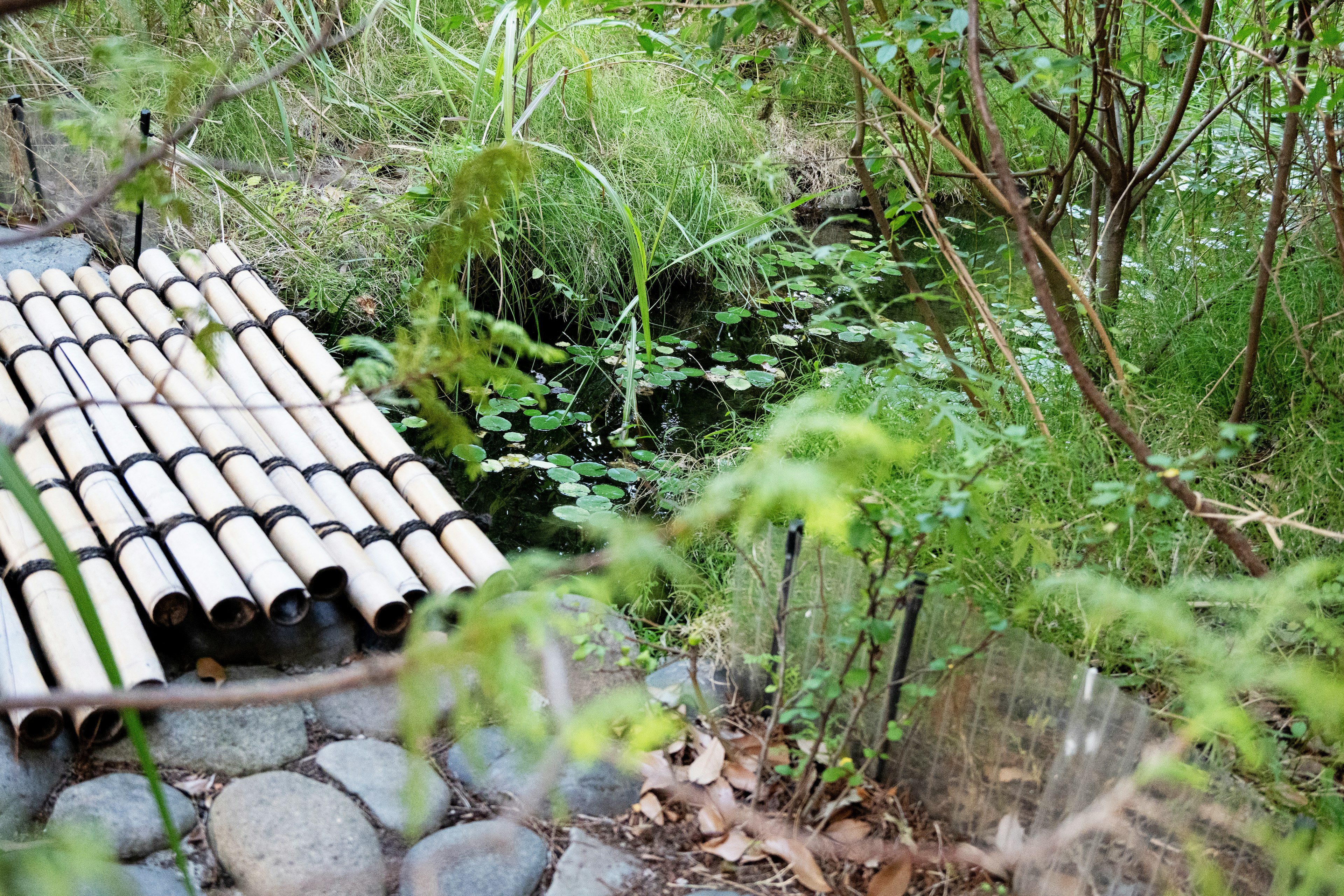 竹の橋がある静かな池の風景 緑の植物に囲まれた自然の中のリラックスした環境