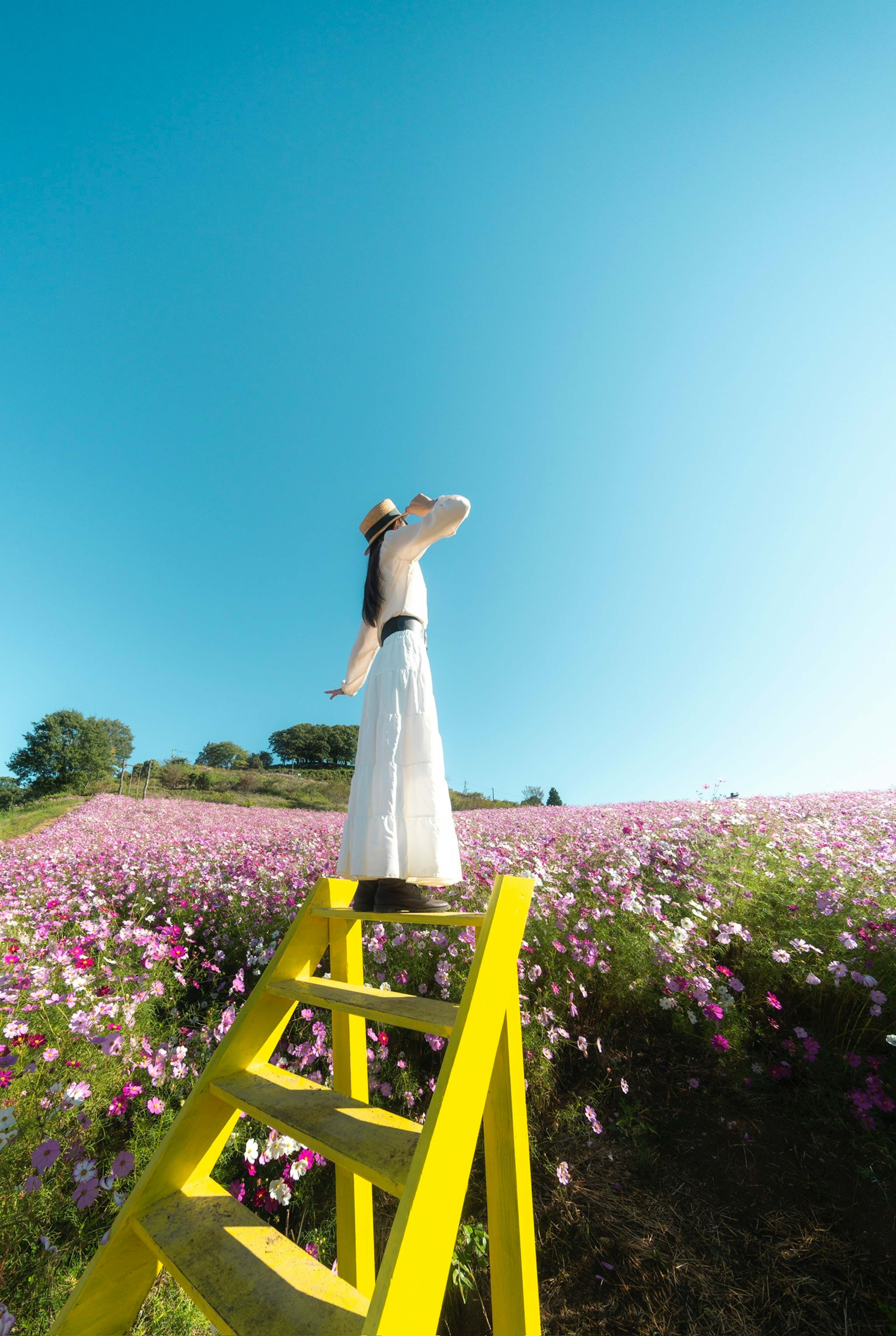 白い衣装を着た女性が黄色のはしごに立ち、色とりどりの花畑を見渡している