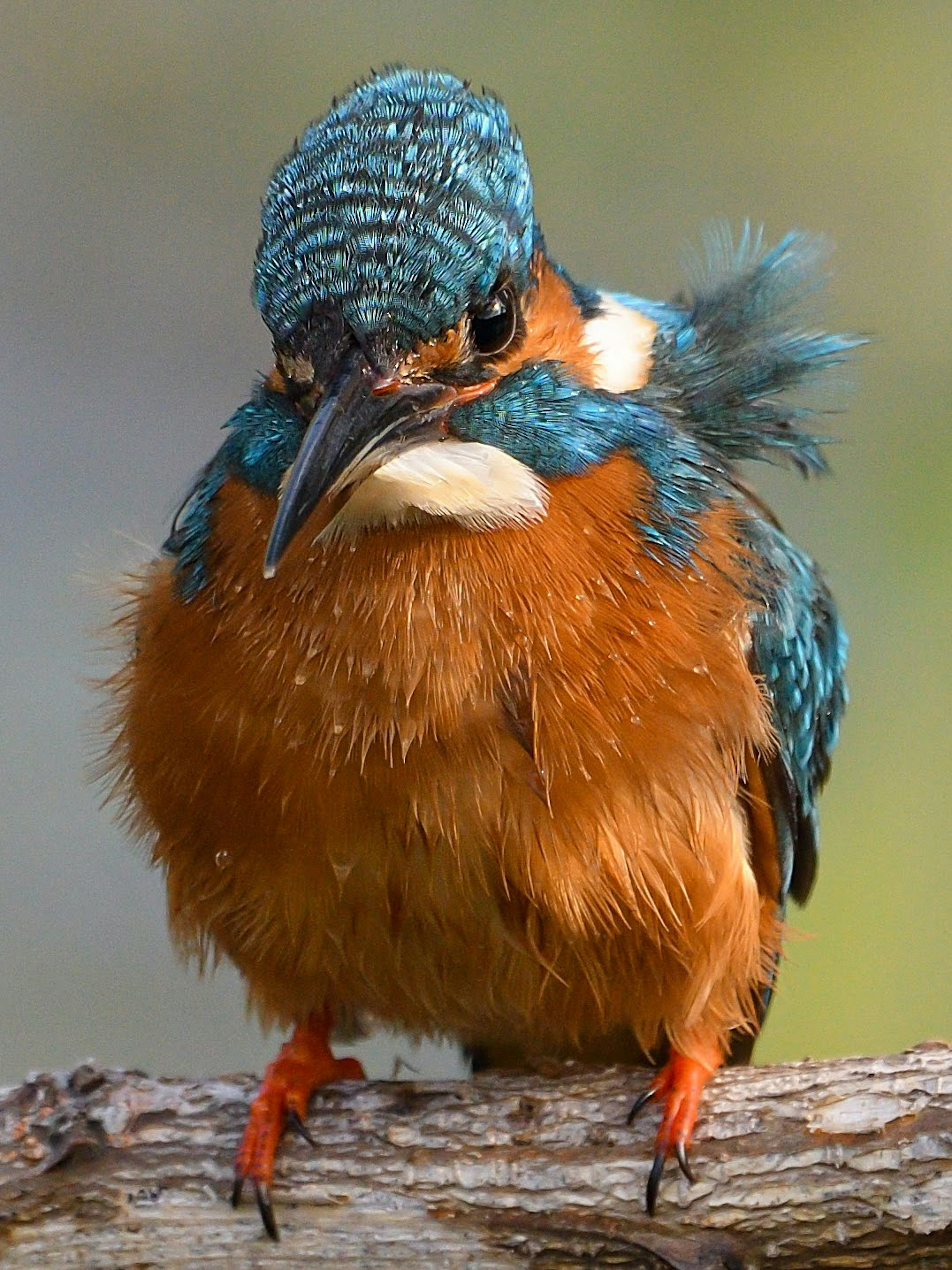 A kingfisher with vibrant blue and orange feathers perched on a branch