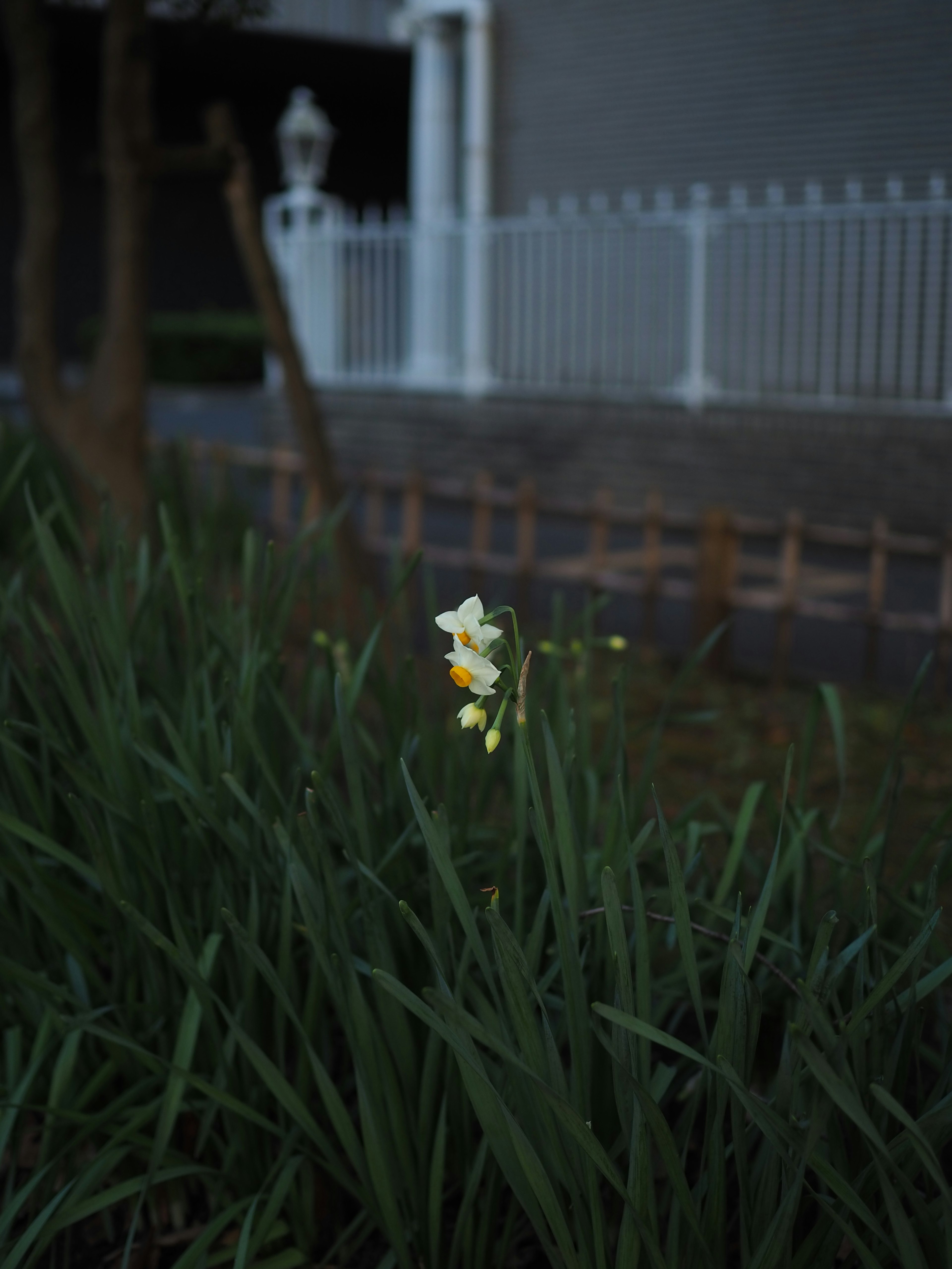 Fleur blanche épanouie parmi des feuilles vertes dans un environnement sombre