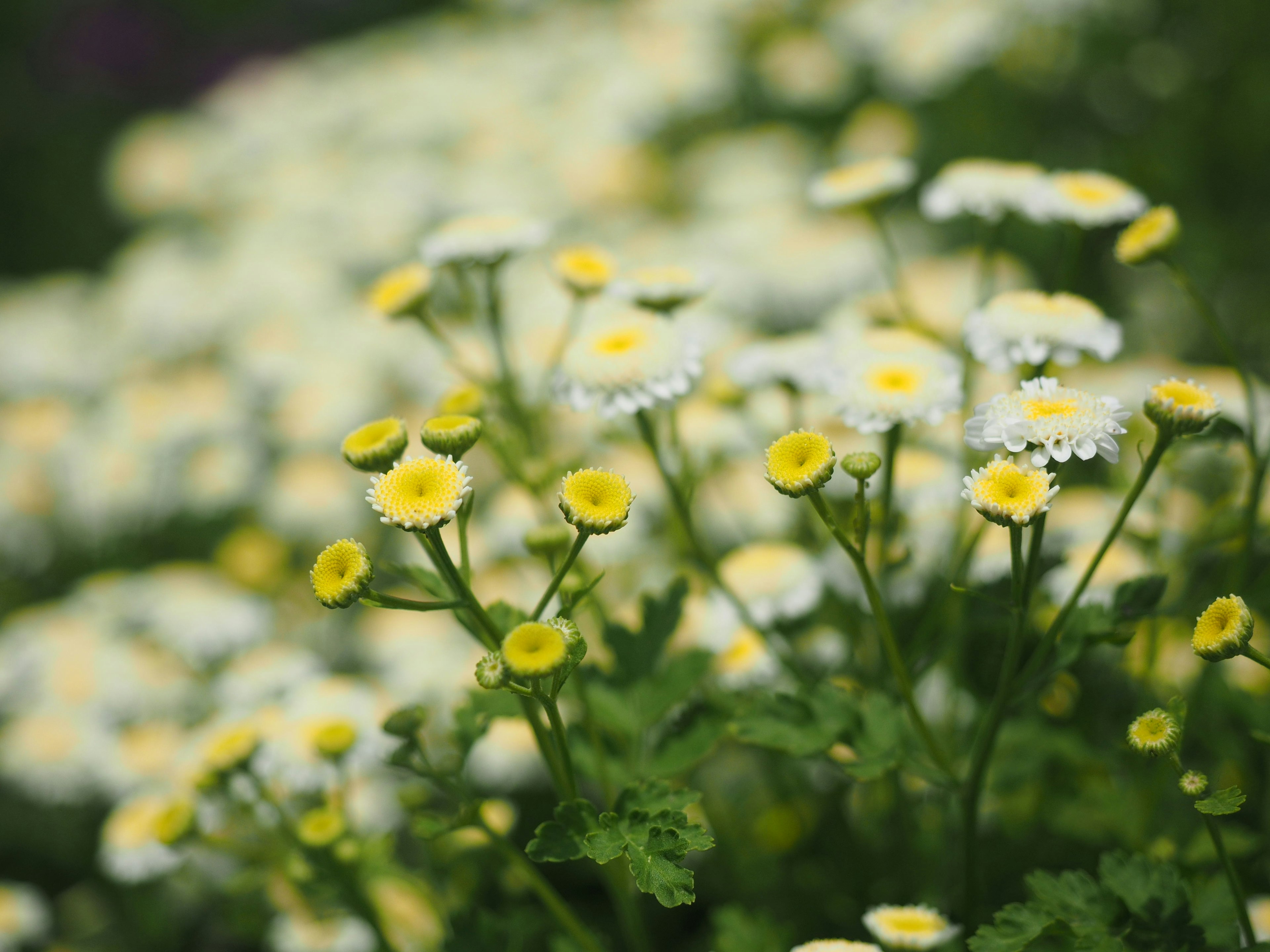 Un campo de flores amarillas y blancas con follaje verde