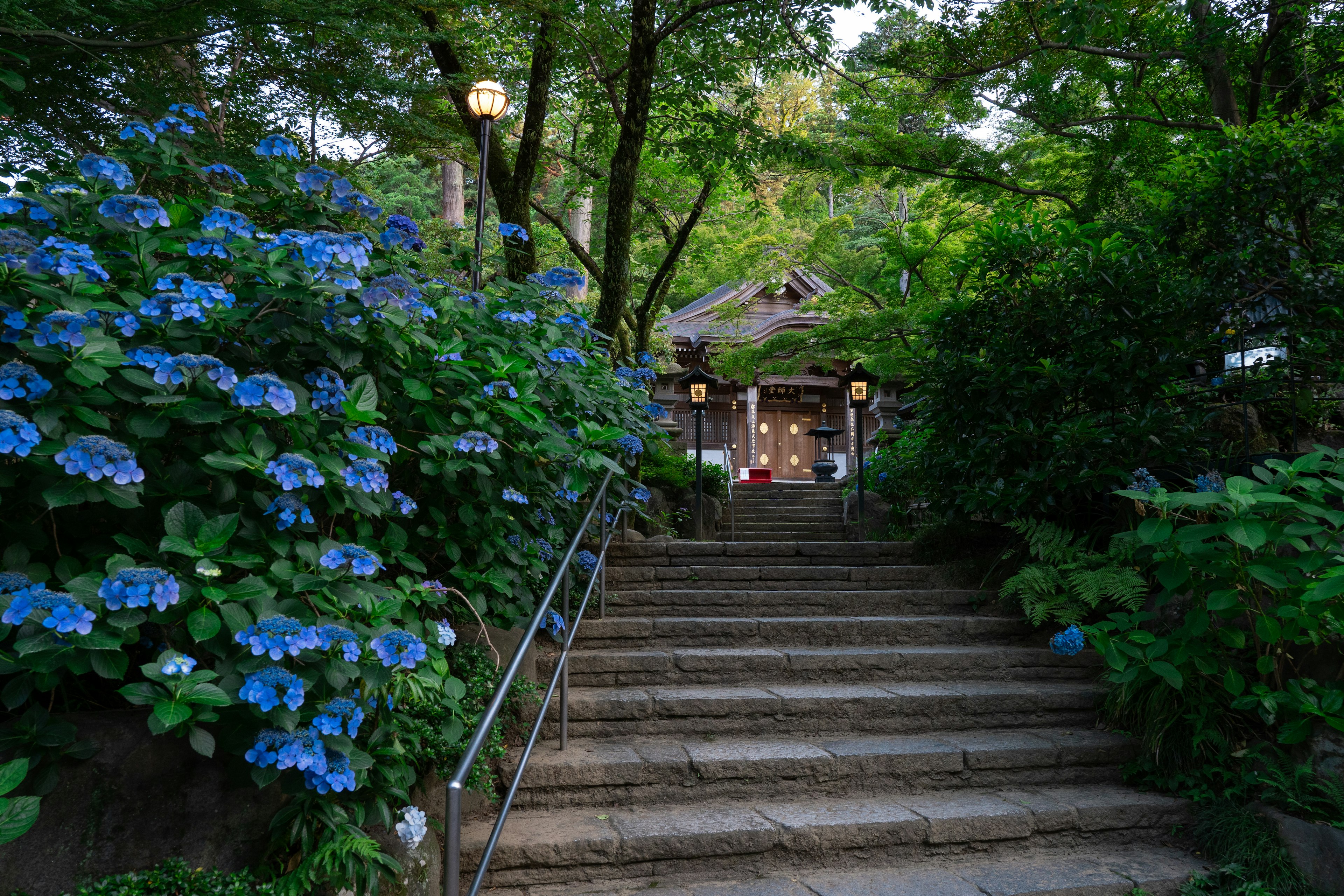 青い紫陽花に囲まれた階段と森の中の建物