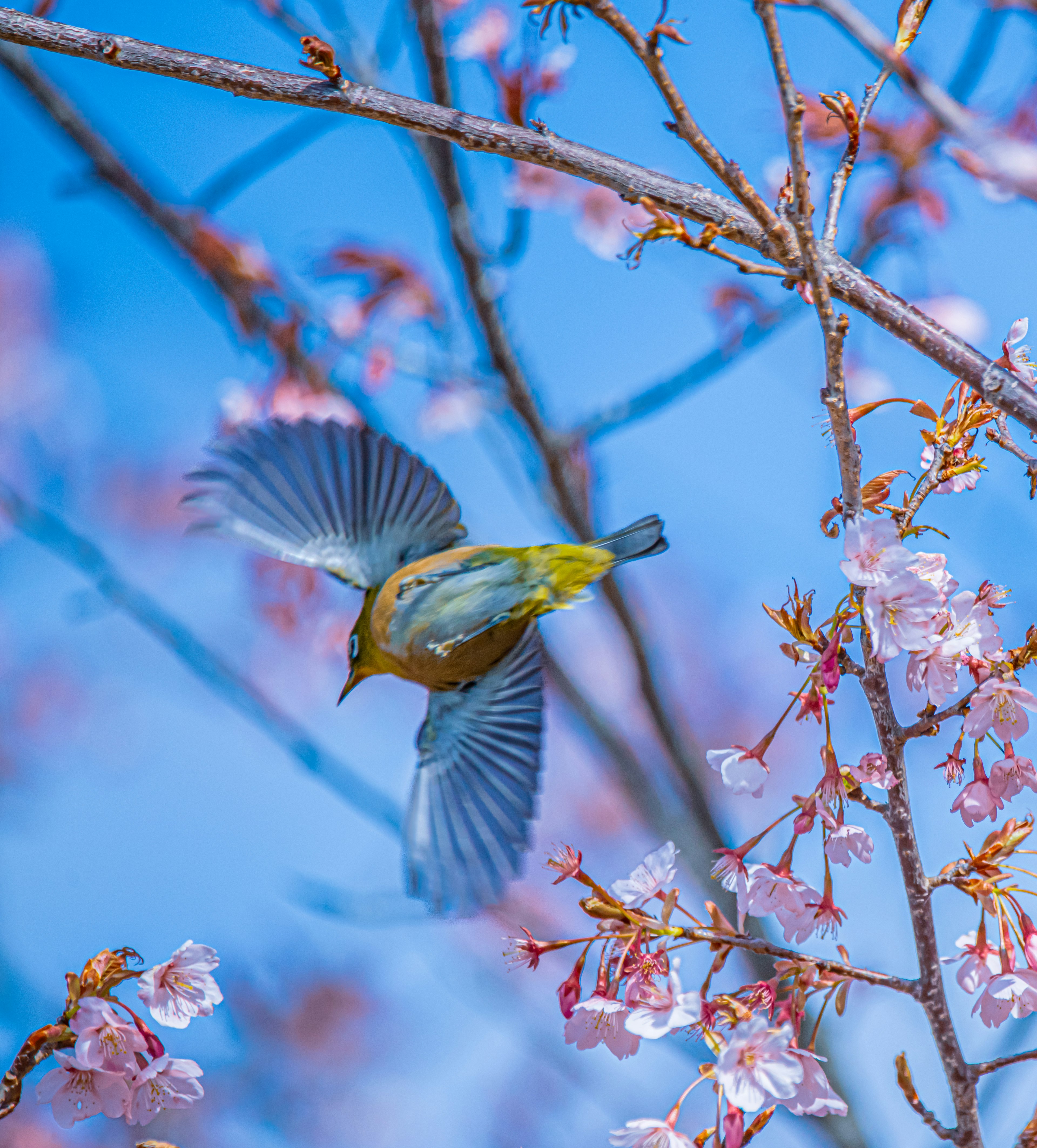 青空の下で桜の花に囲まれた鳥が飛んでいる様子