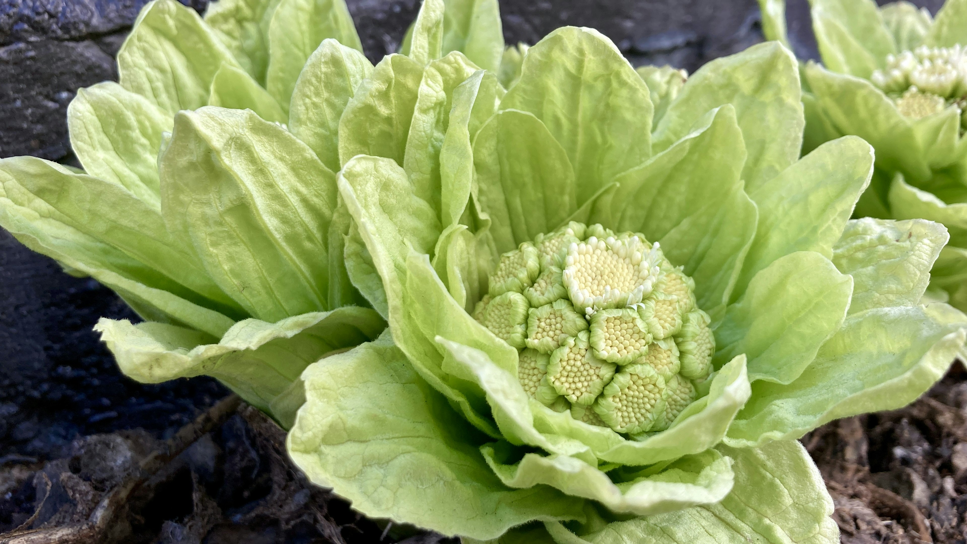 Close-up of a vegetable plant with green leaves