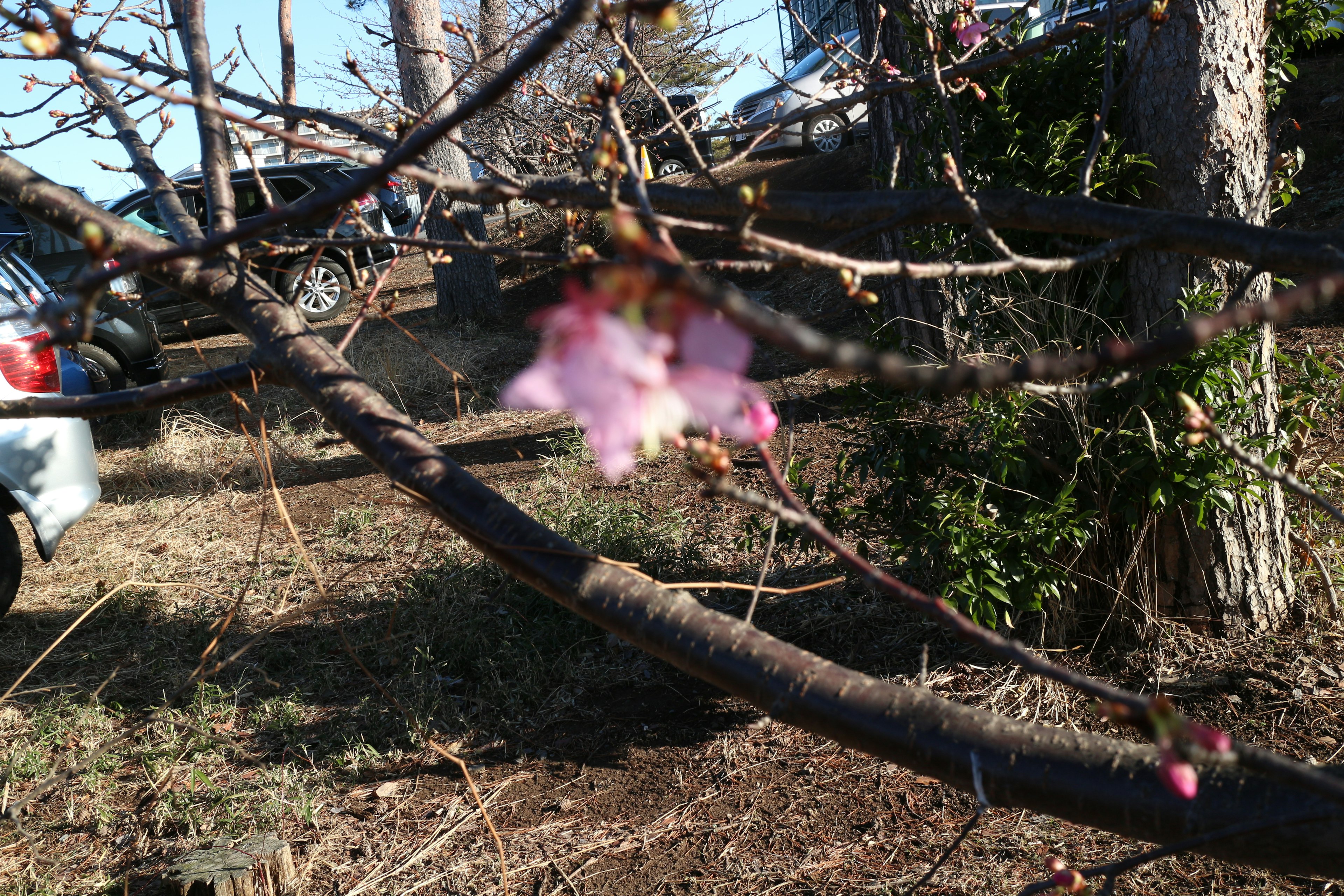 Flor de cerezo borrosa en una rama con coches de fondo