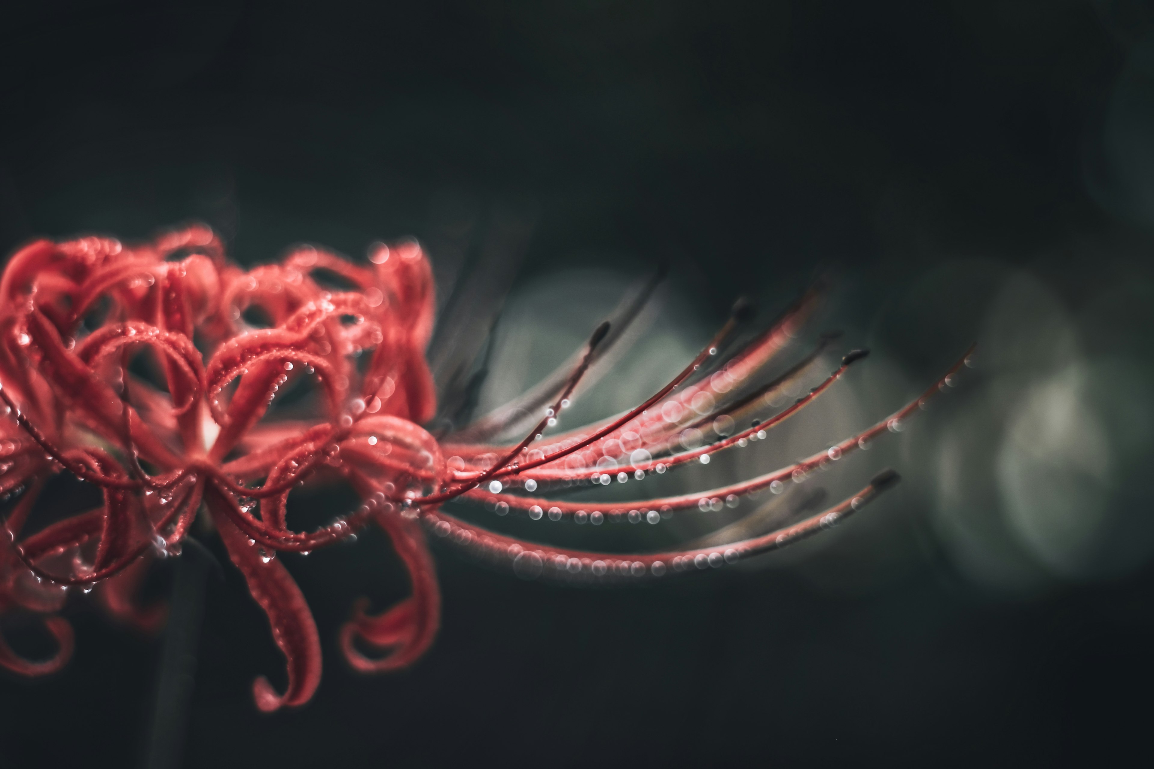 Close-up of a red spider lily with elongated petals and water droplets