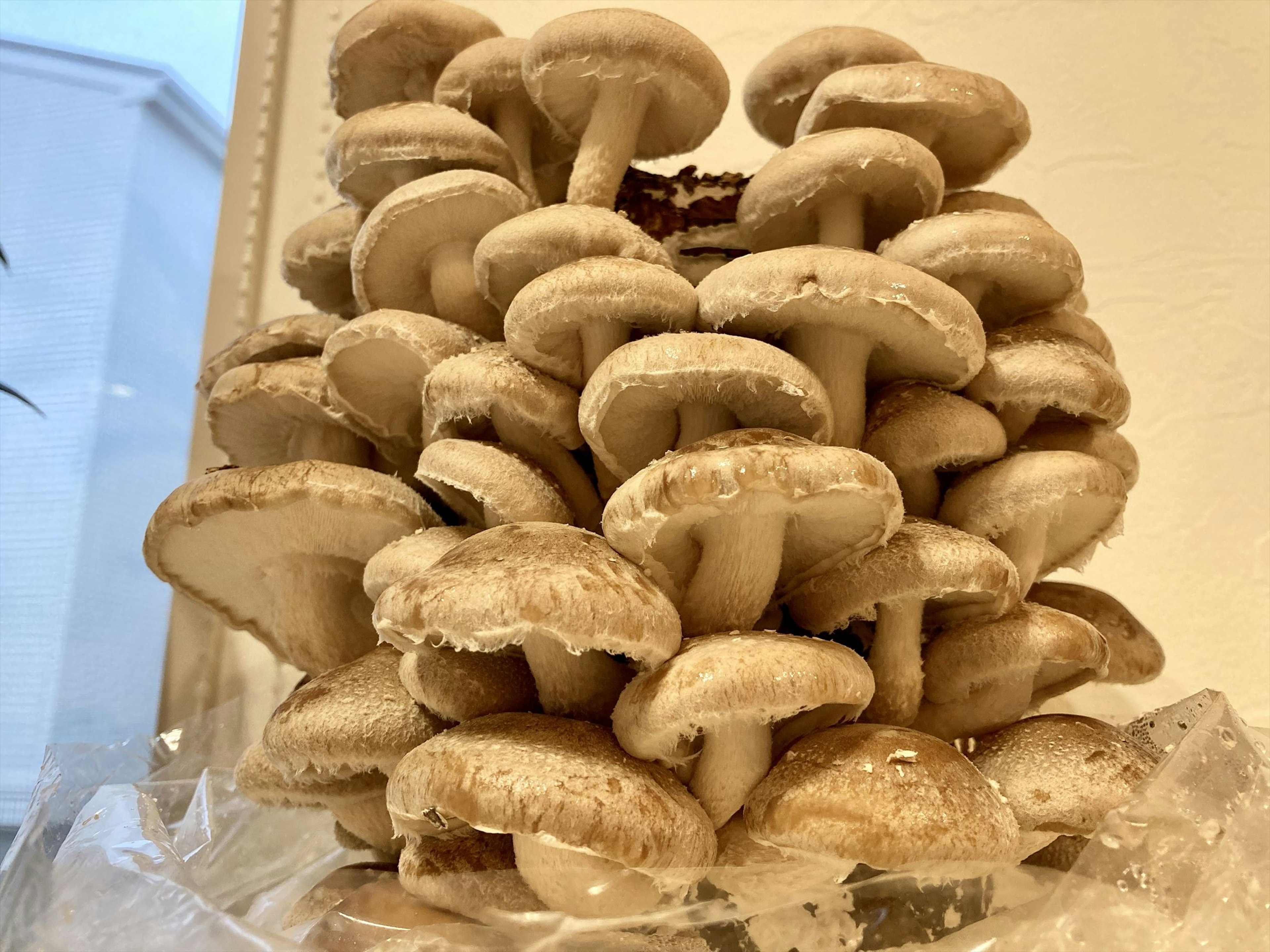 A cluster of white mushrooms stacked together