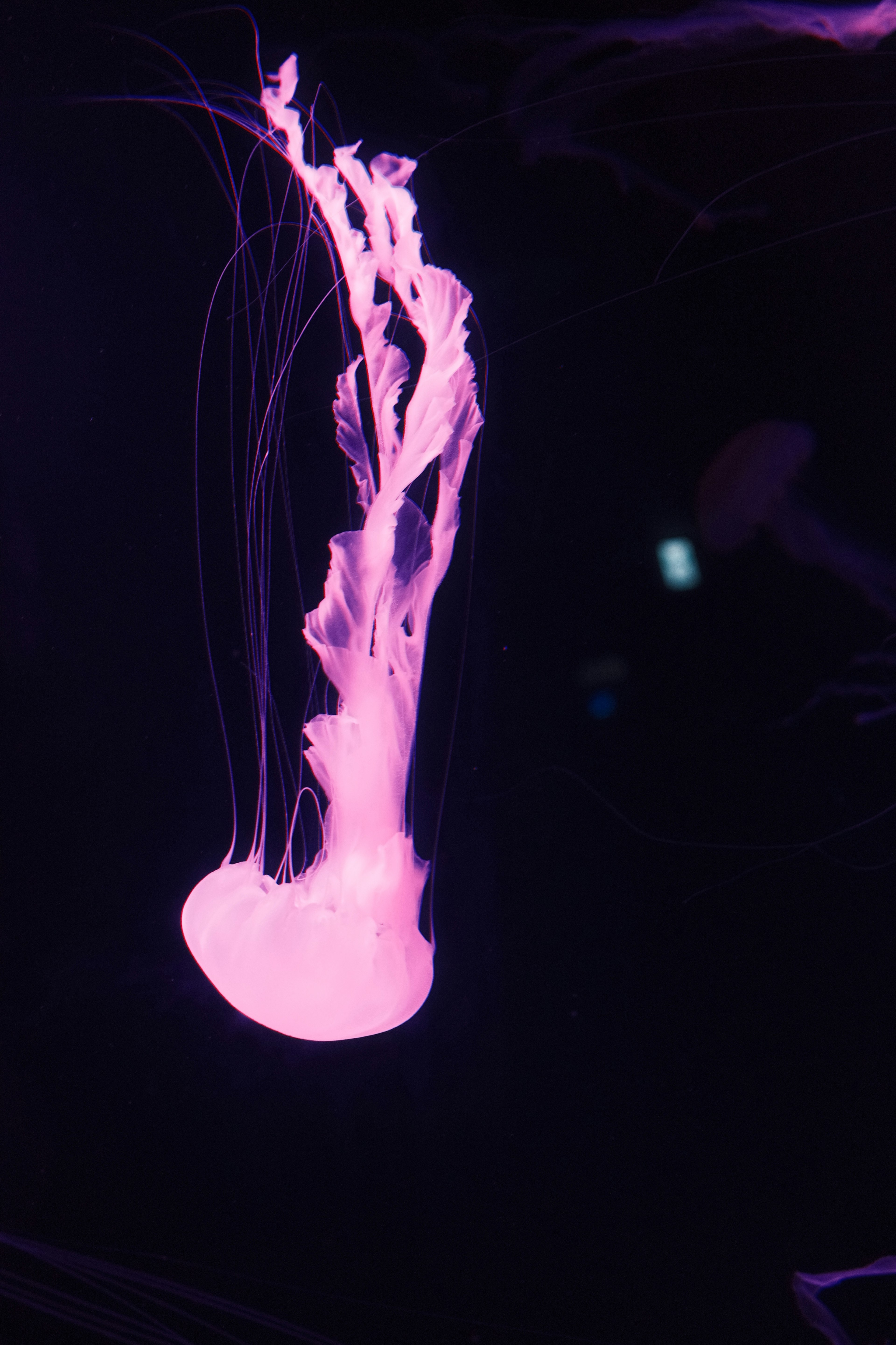 A glowing jellyfish floating in a dark background