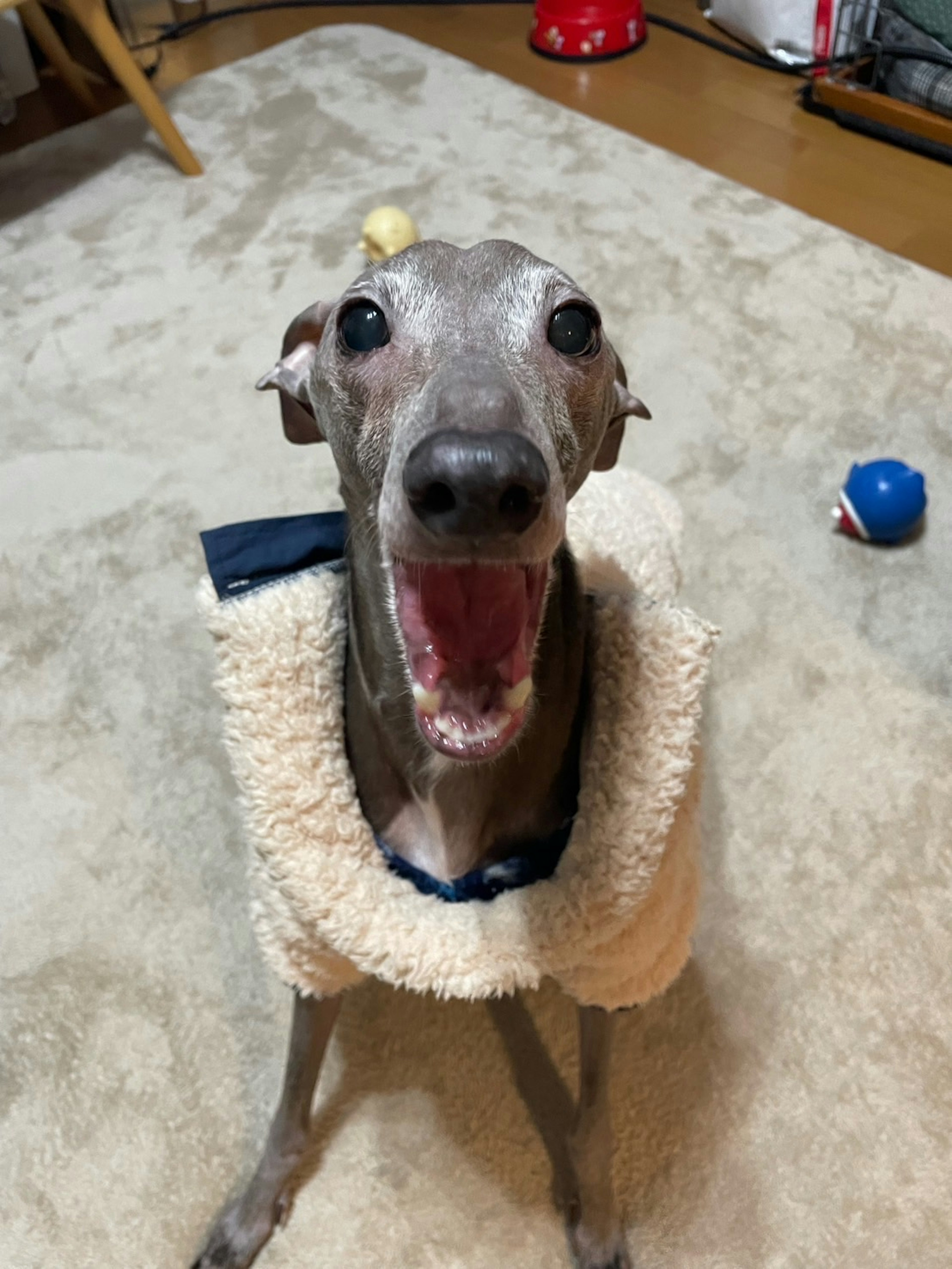 Smiling Italian Greyhound wearing a fluffy sweater