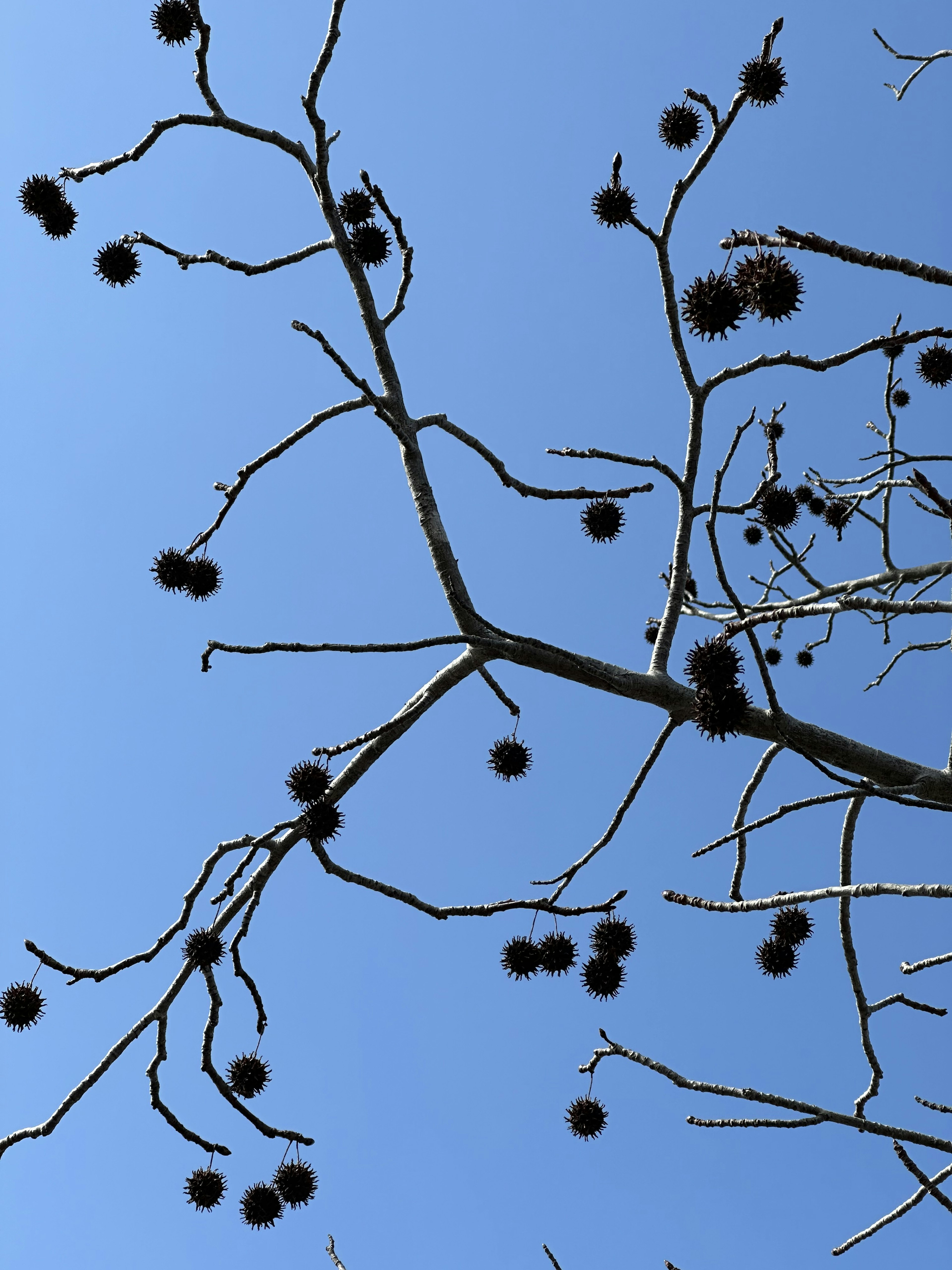 Rama con frutos negros contra un cielo azul