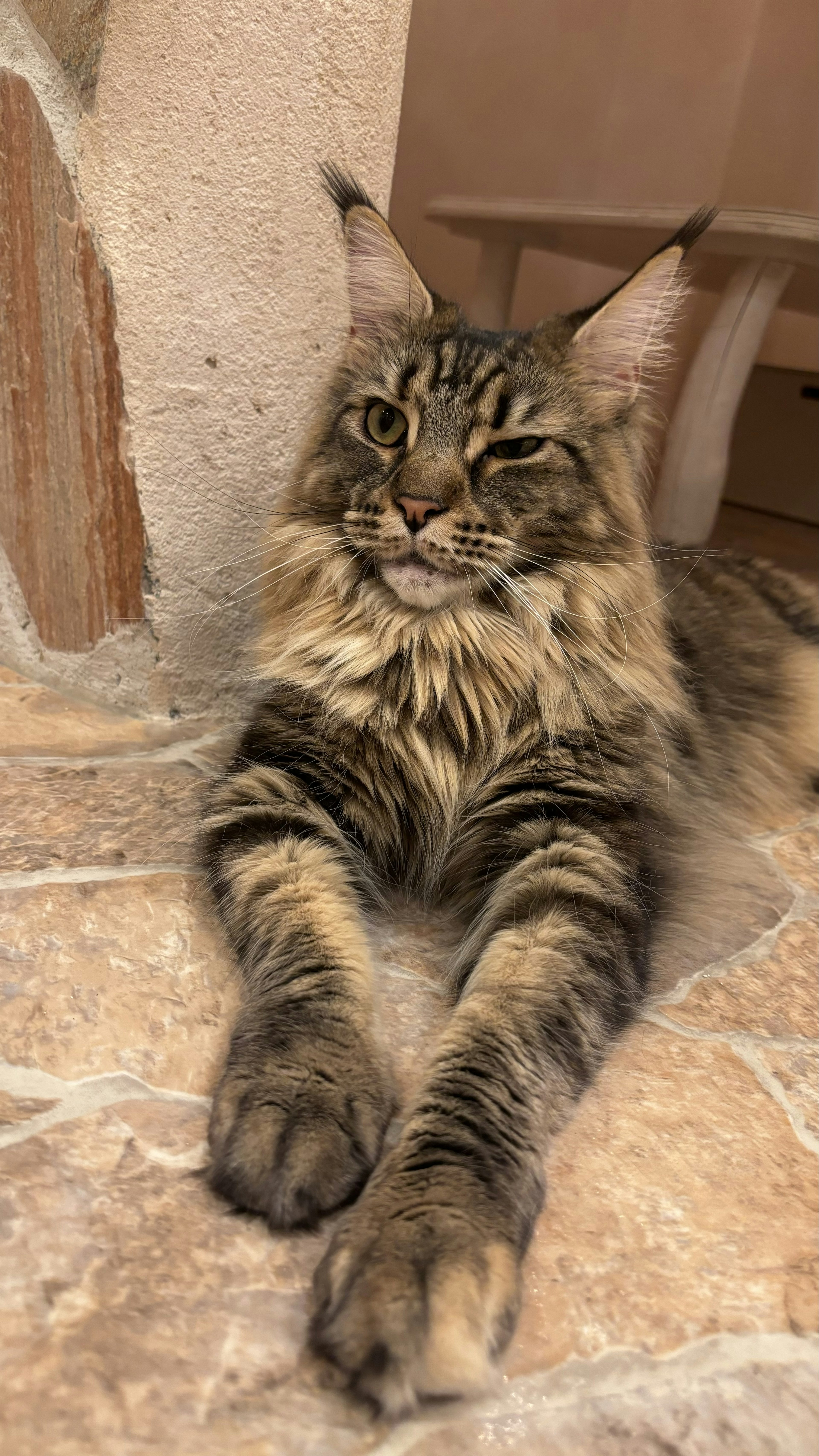 A long-haired cat resting on a stone floor