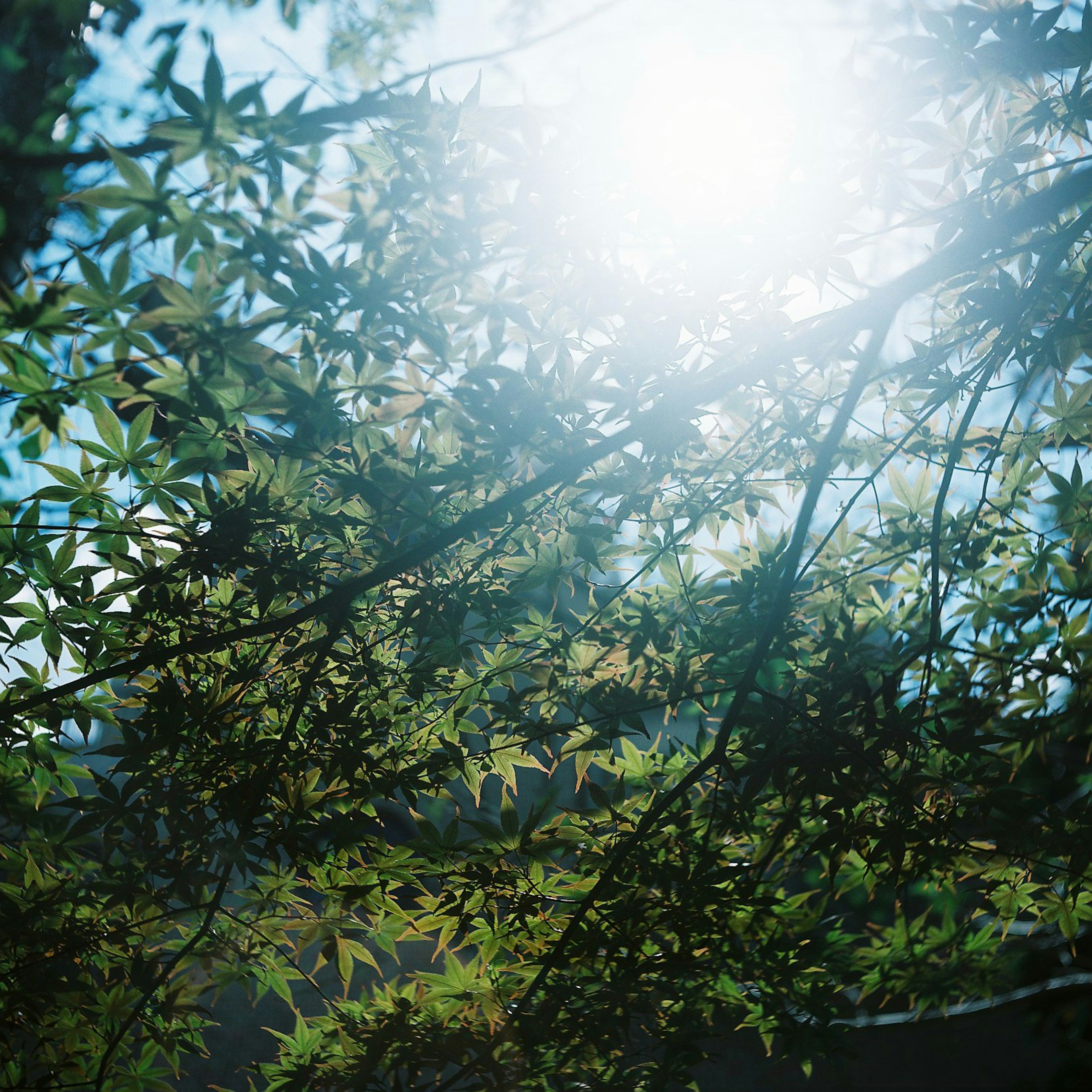 Sunlight filtering through green leaves against a blue sky