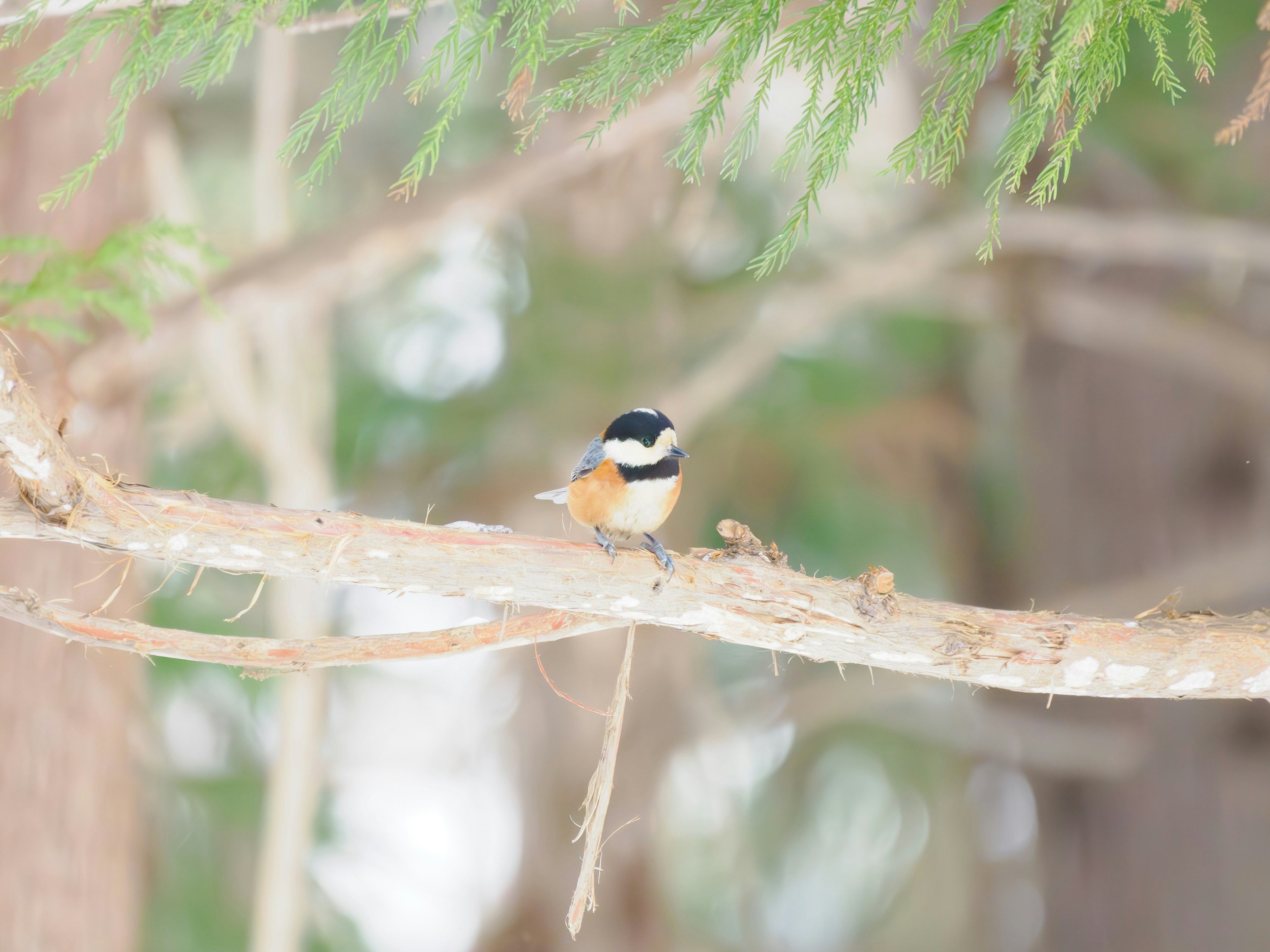 Bild eines kleinen Vogels, der auf einem Ast sitzt Der Vogel hat schwarze und orange Federn mit einem verschwommenen grünen Hintergrund