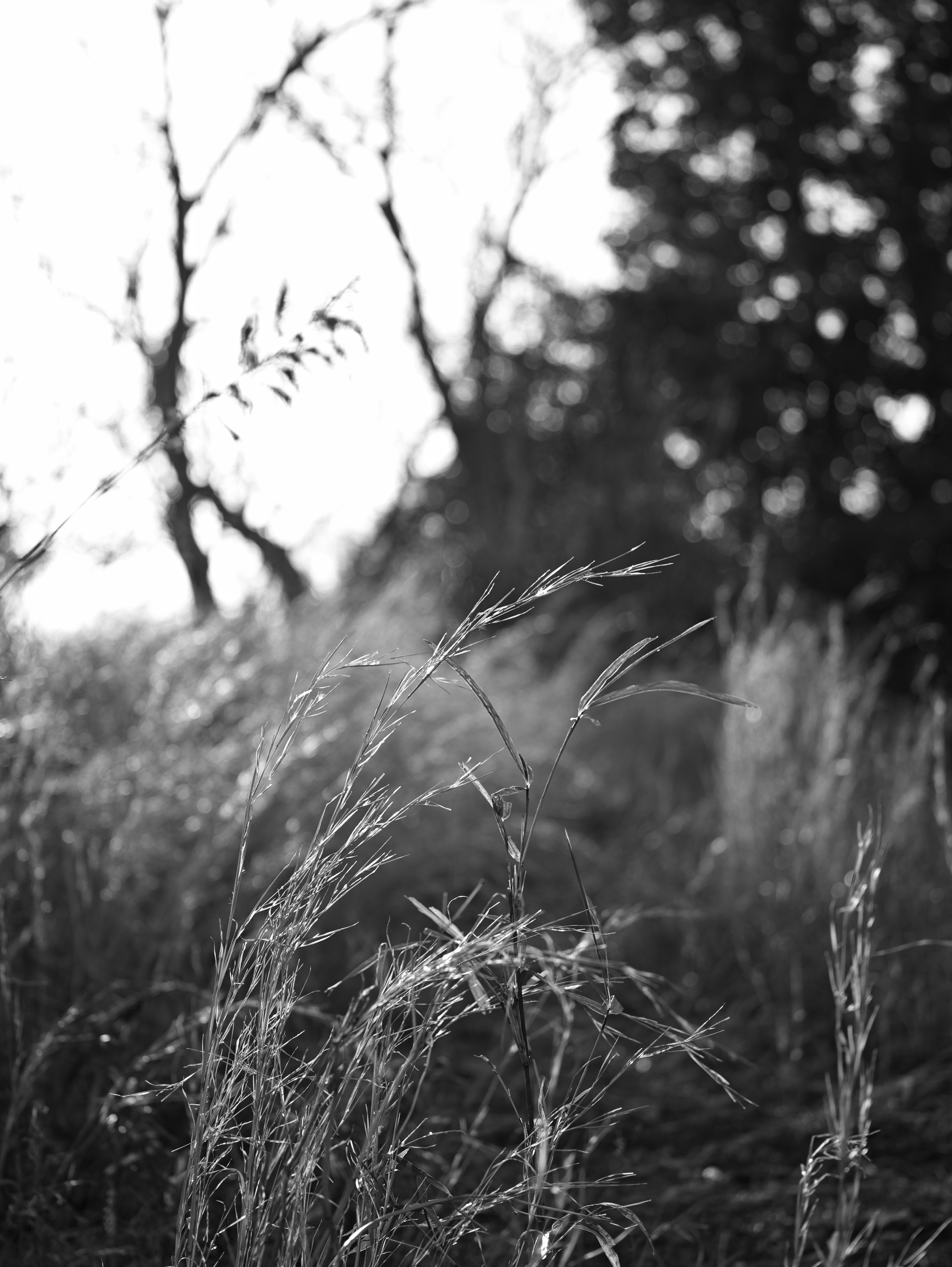 Black and white landscape featuring swaying grass and tree silhouettes