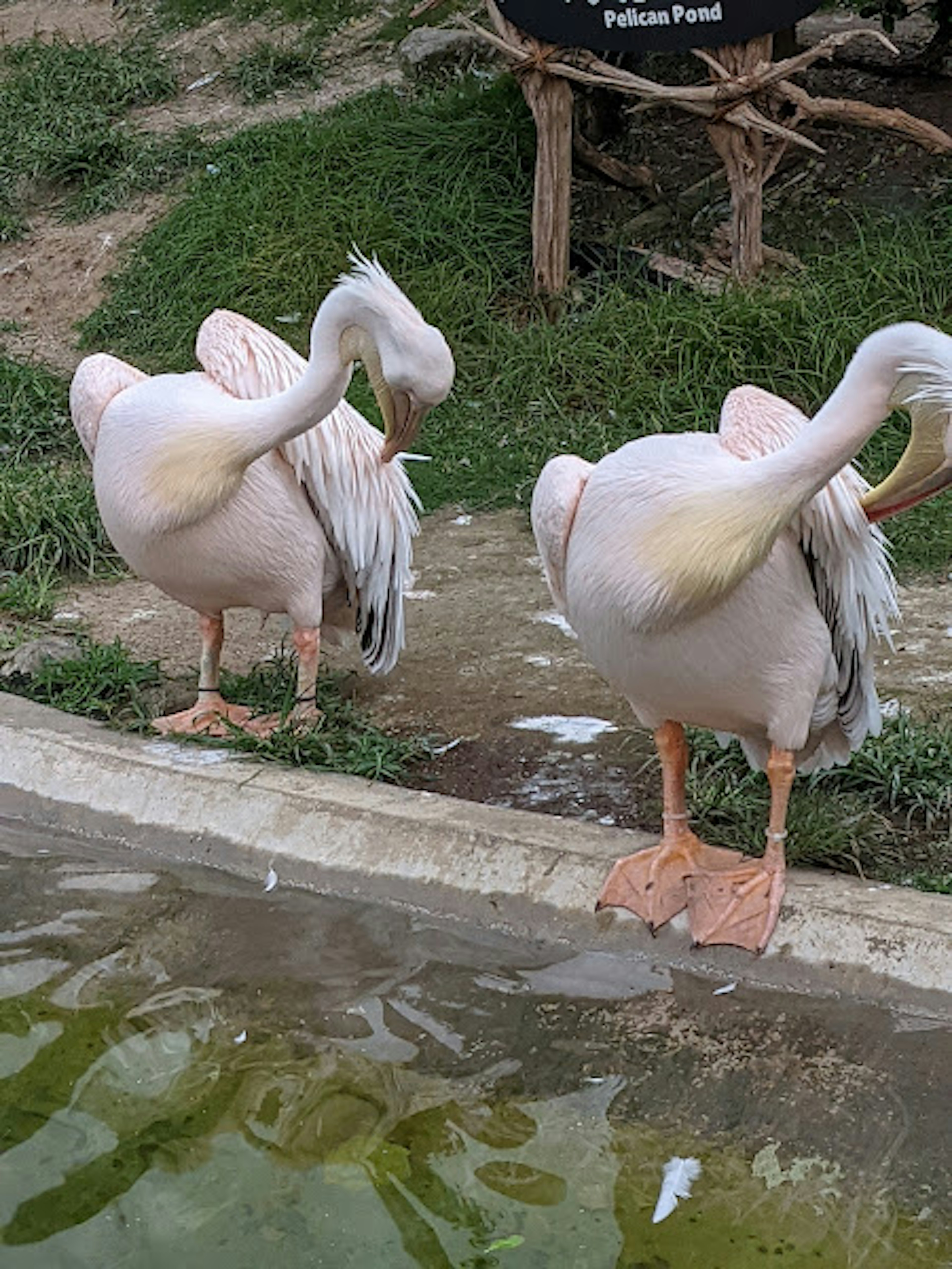 Two flamingos resting by the water's edge