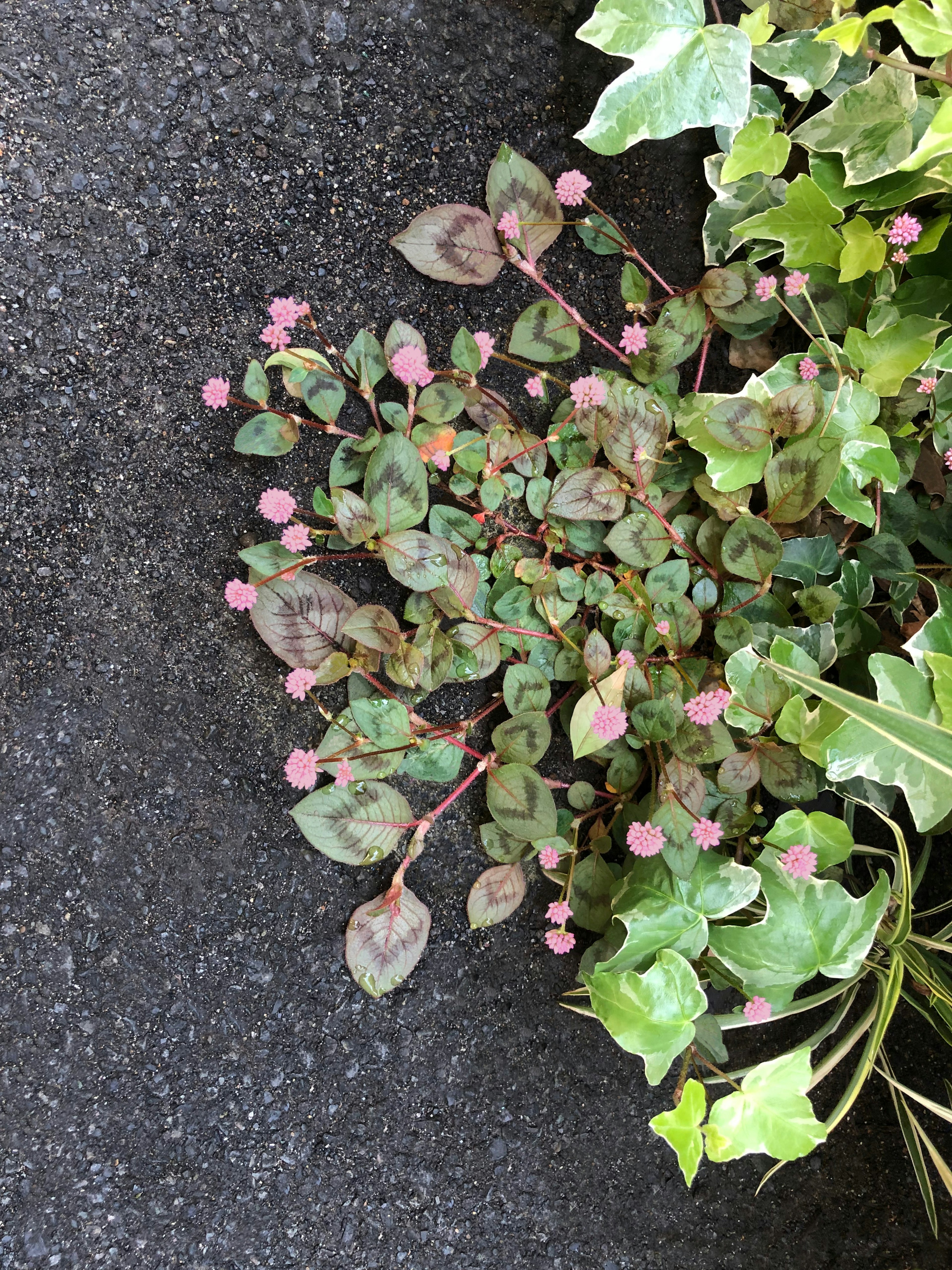 Piante verdi con fiori rosa e foglie di edera