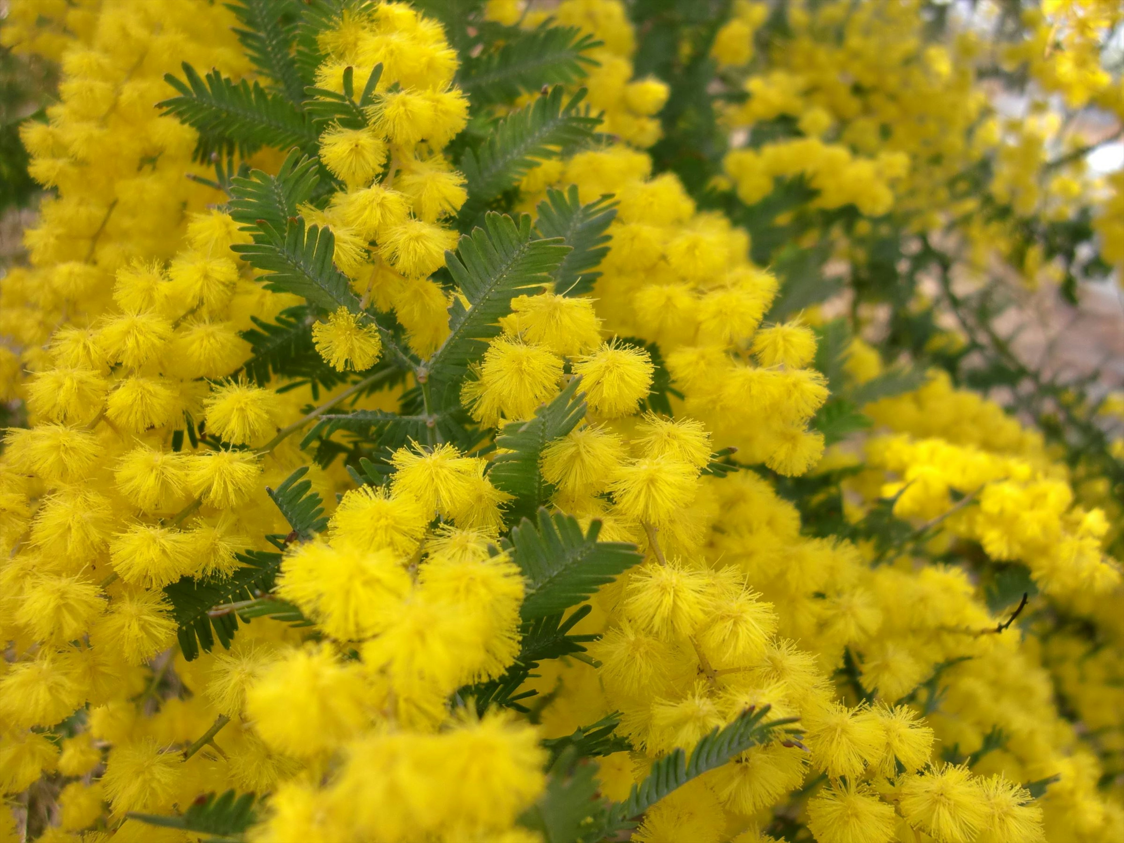 Lebendige Gruppen von gelben Mimoseblüten in voller Blüte