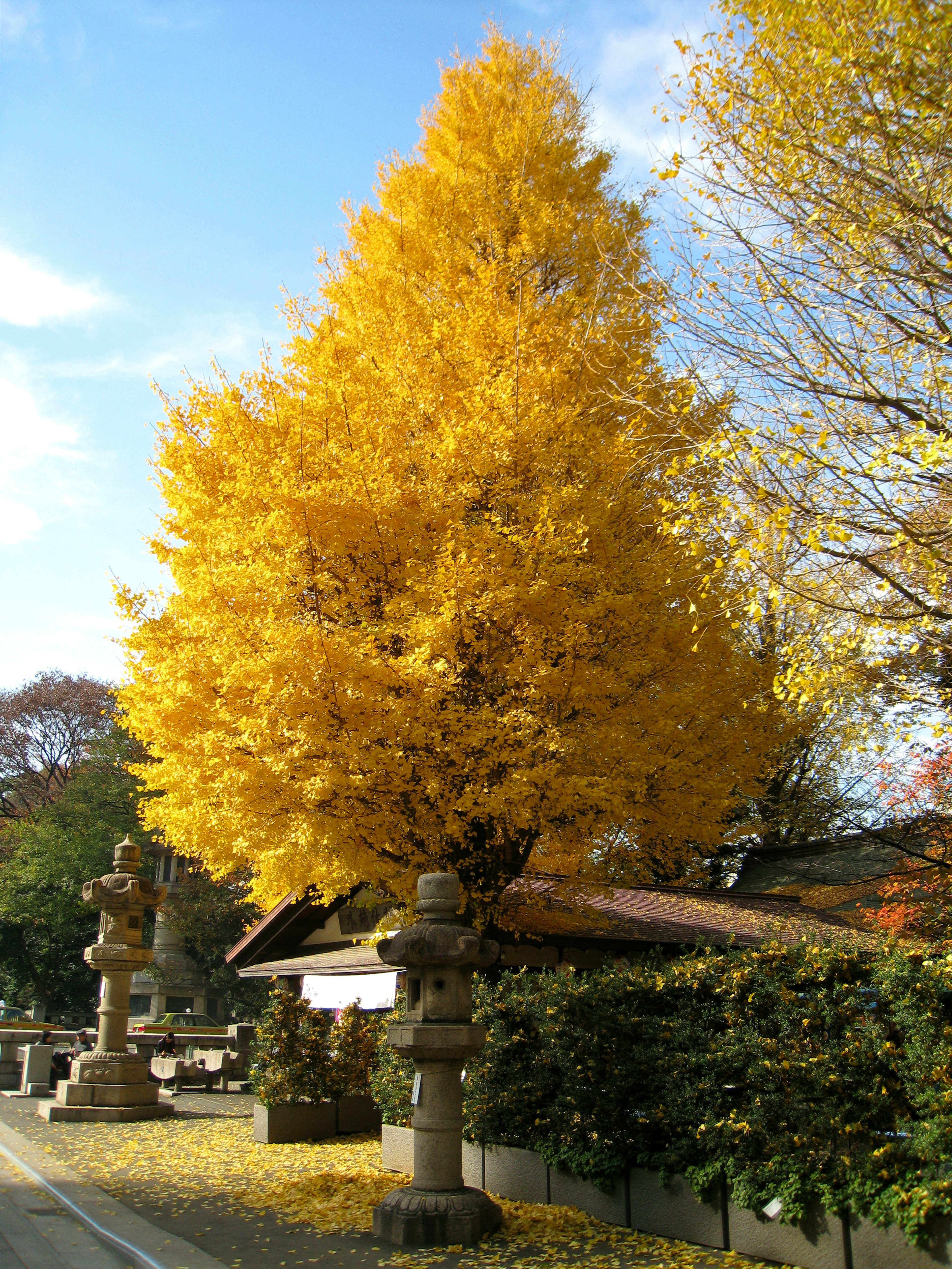 Escena de otoño con un árbol de ginkgo dorado y faroles de piedra