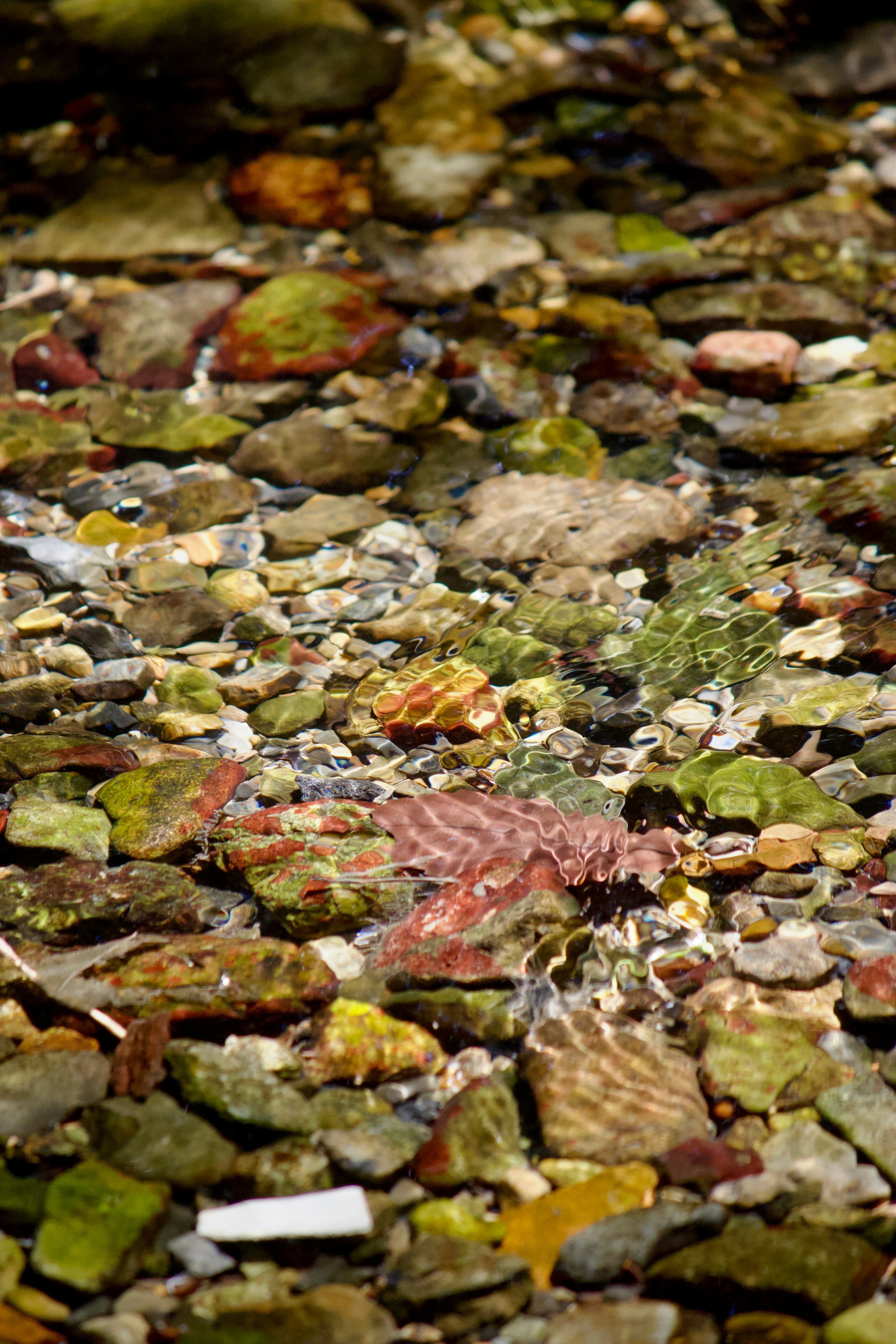 Natürliche Szene mit Steinen und Muscheln unter Wasser