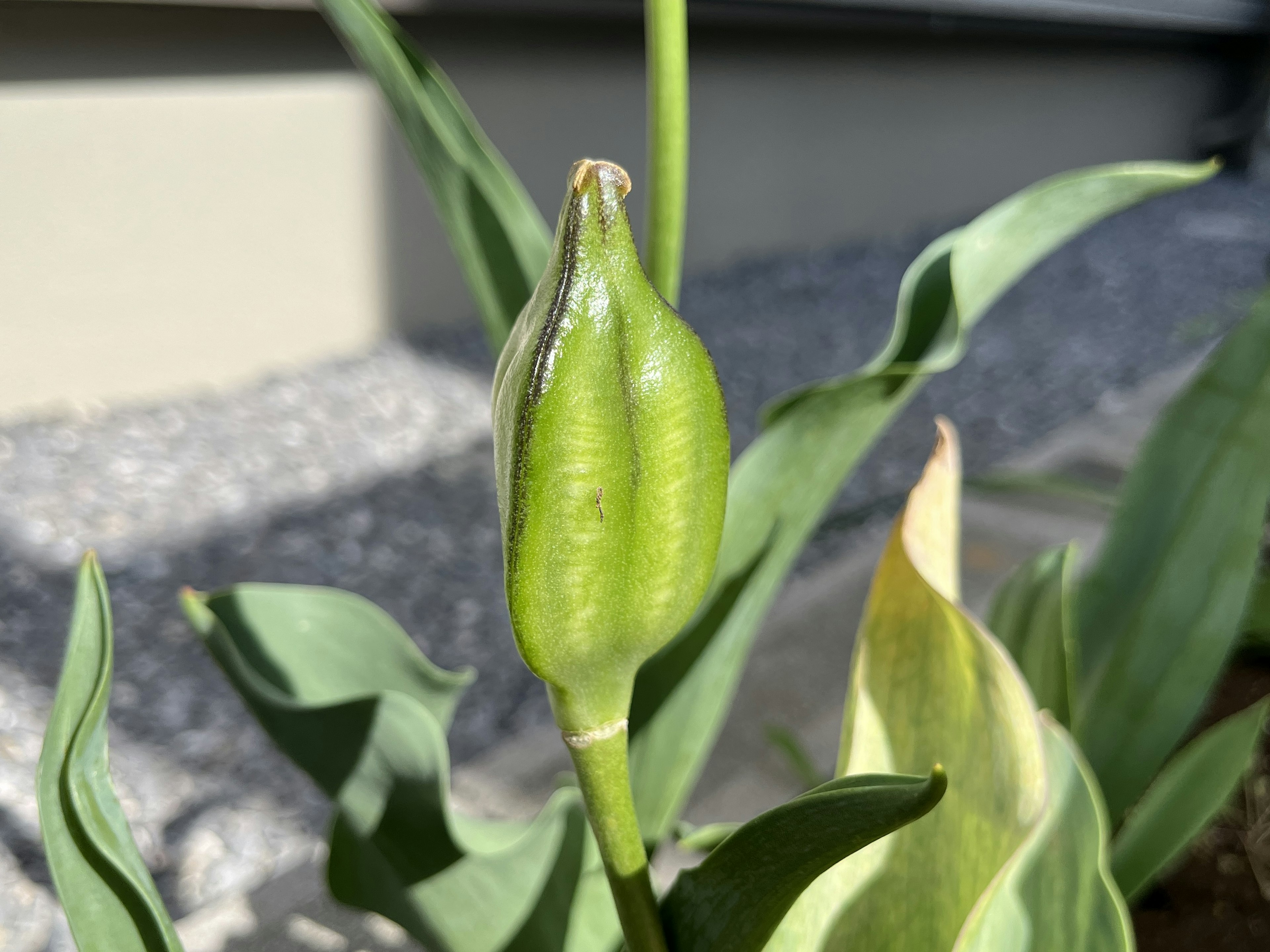 Bouton de plante verte poussant au soleil