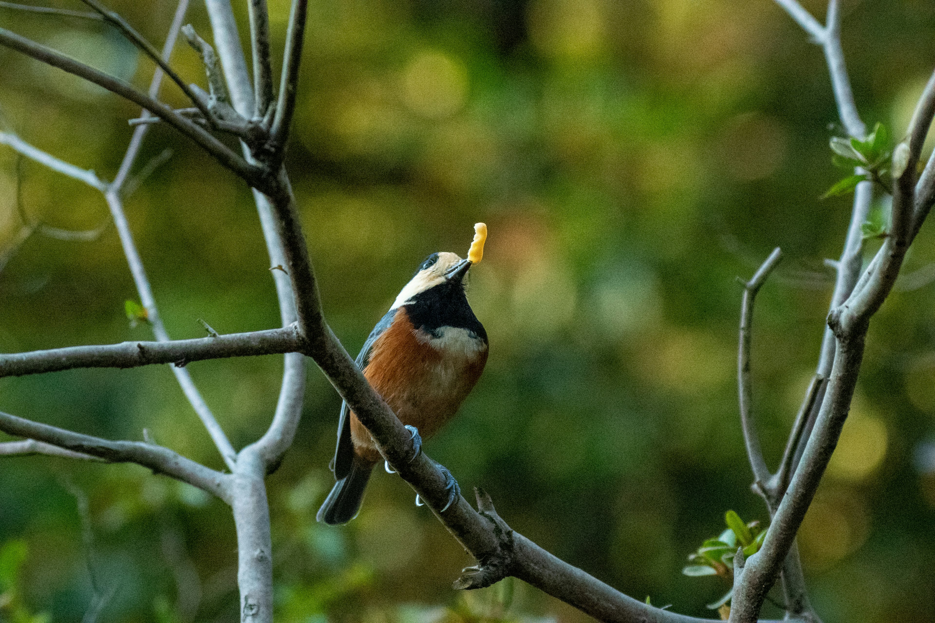 Ein schöner Vogel, der auf einem Ast sitzt und Futter hält