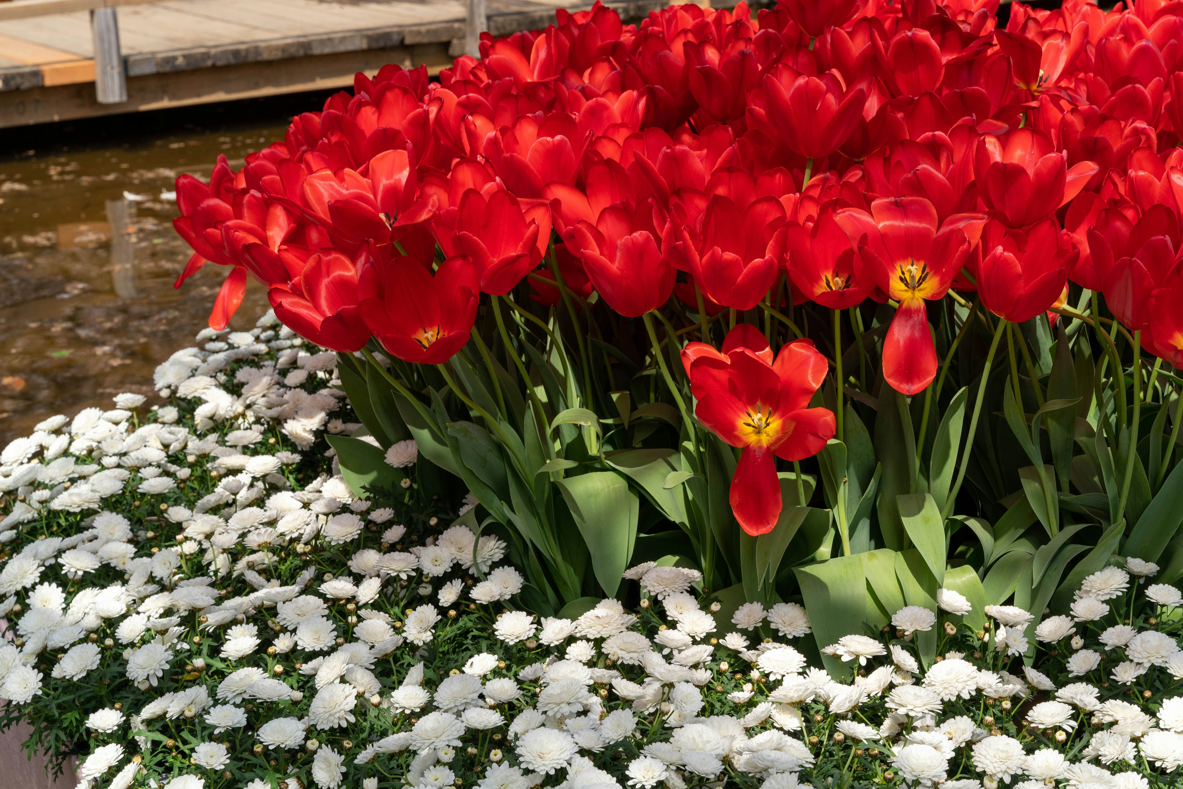 Lebhafte rote Tulpen umgeben von weißen Blumen in einem Garten