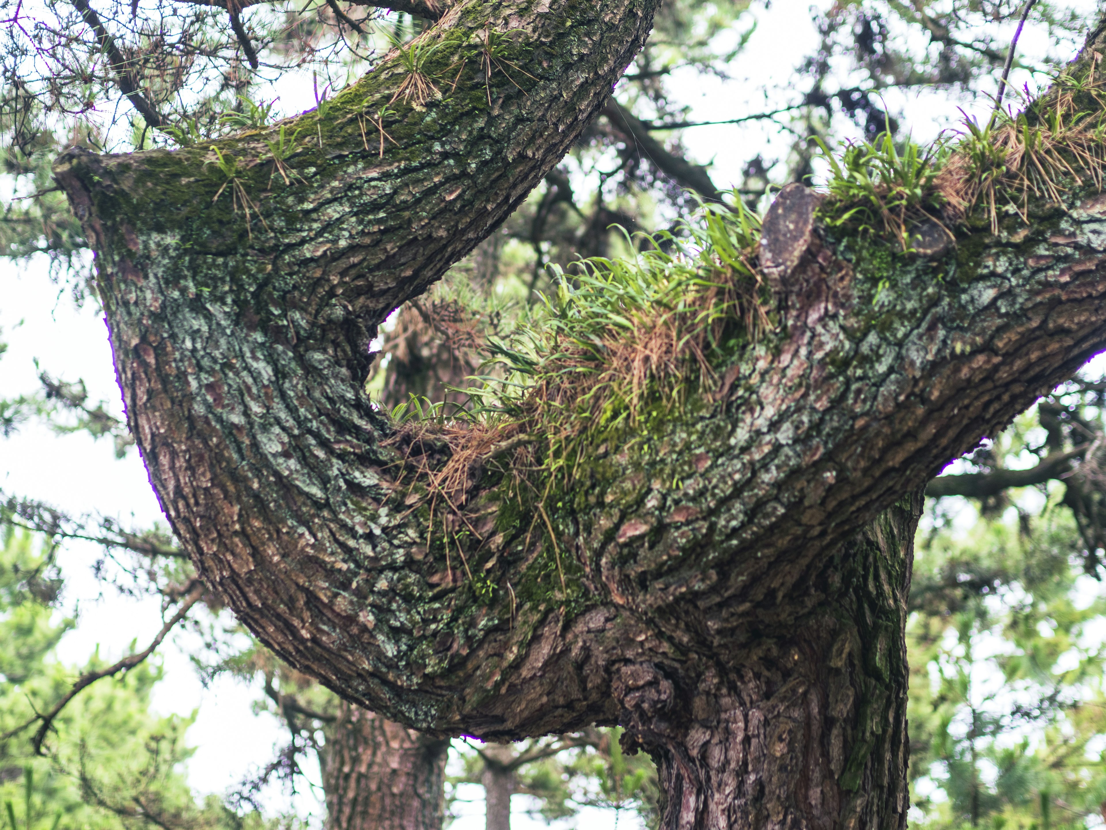 Unique shaped tree branch covered with green moss