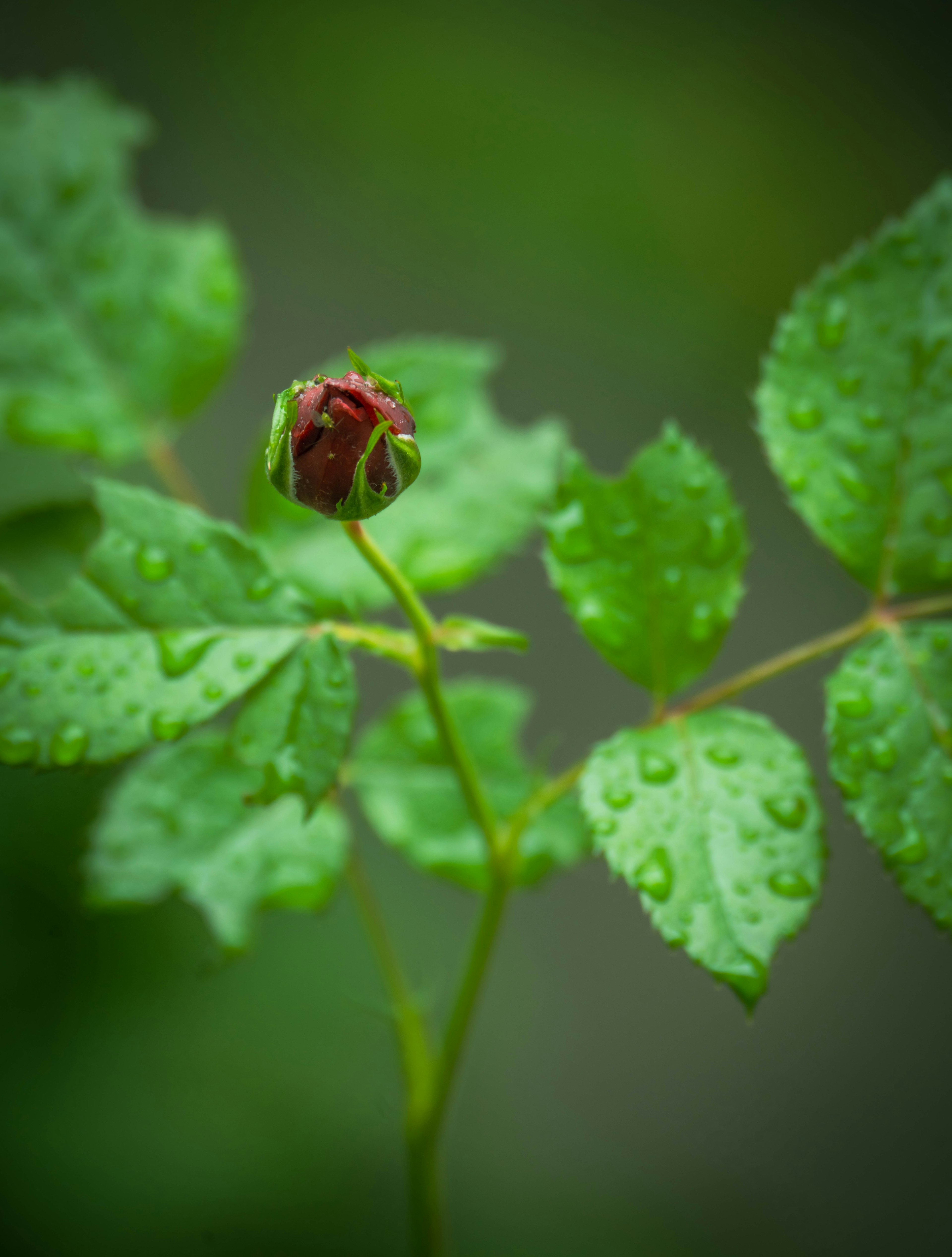 Close-up dari kuncup mawar dikelilingi daun hijau dengan tetesan air