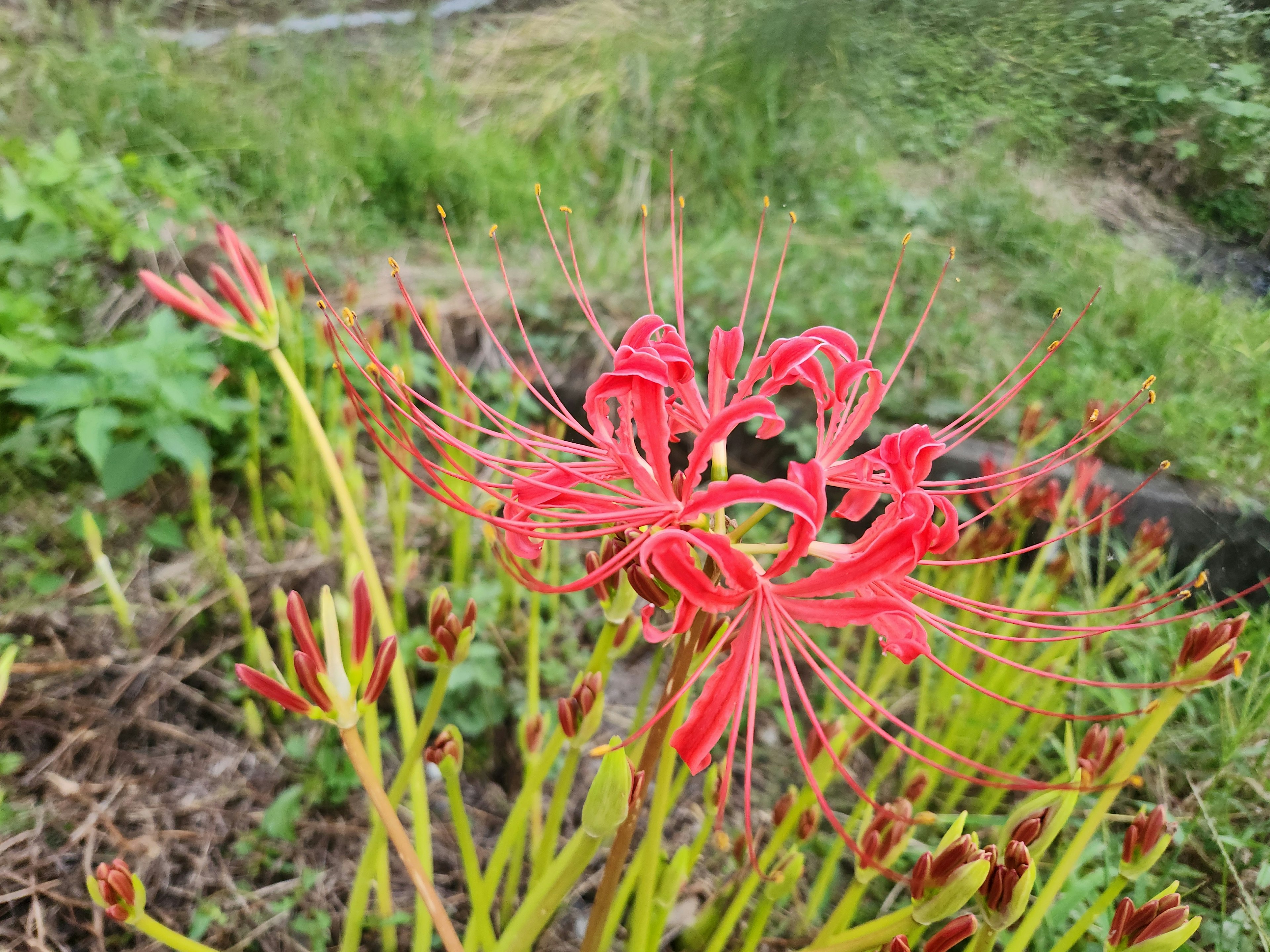 Rote Spinnenblume blüht in einer grünen Landschaft