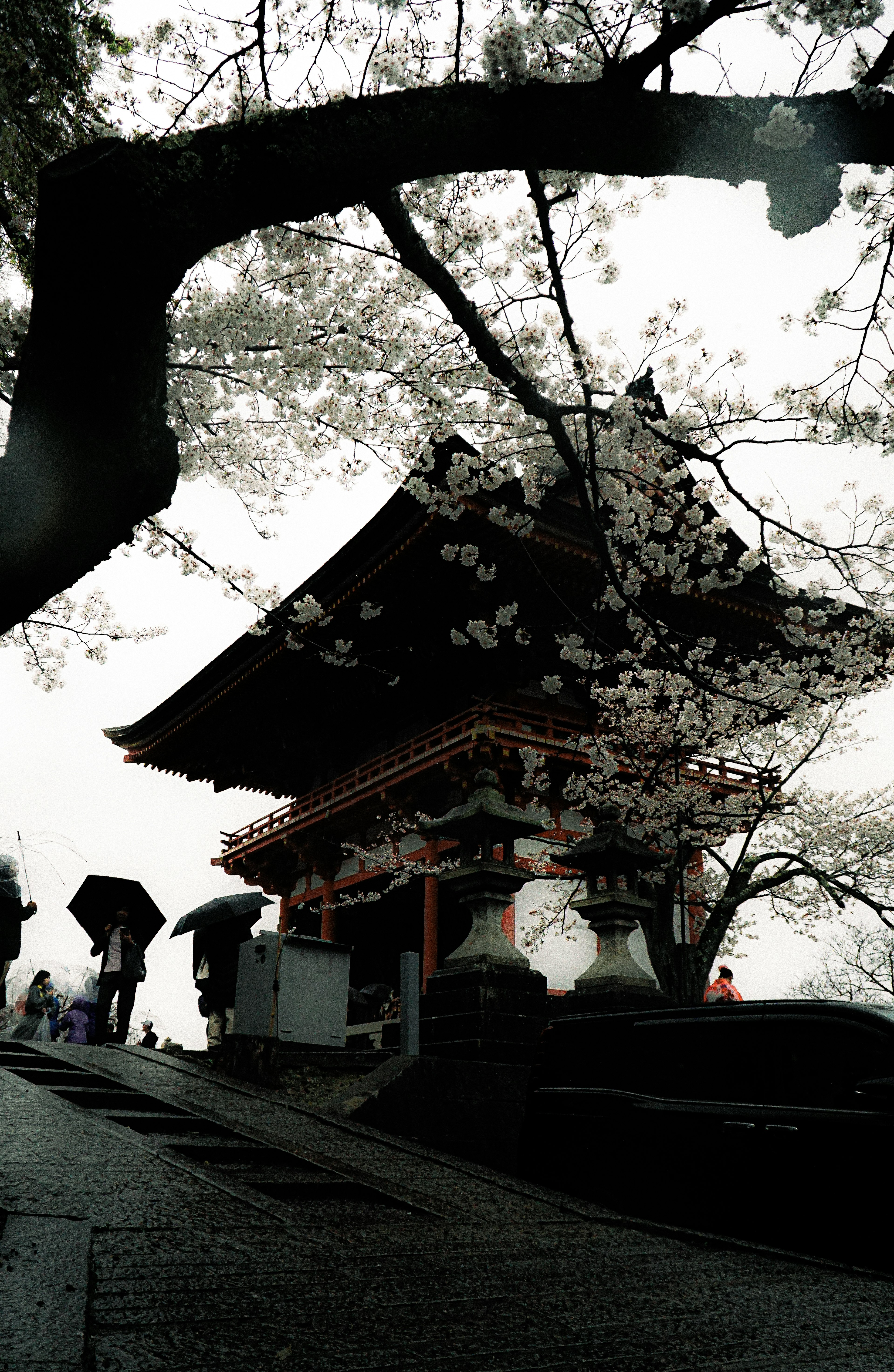 Silhouette of a temple under cherry blossom trees with people holding umbrellas in a moody atmosphere