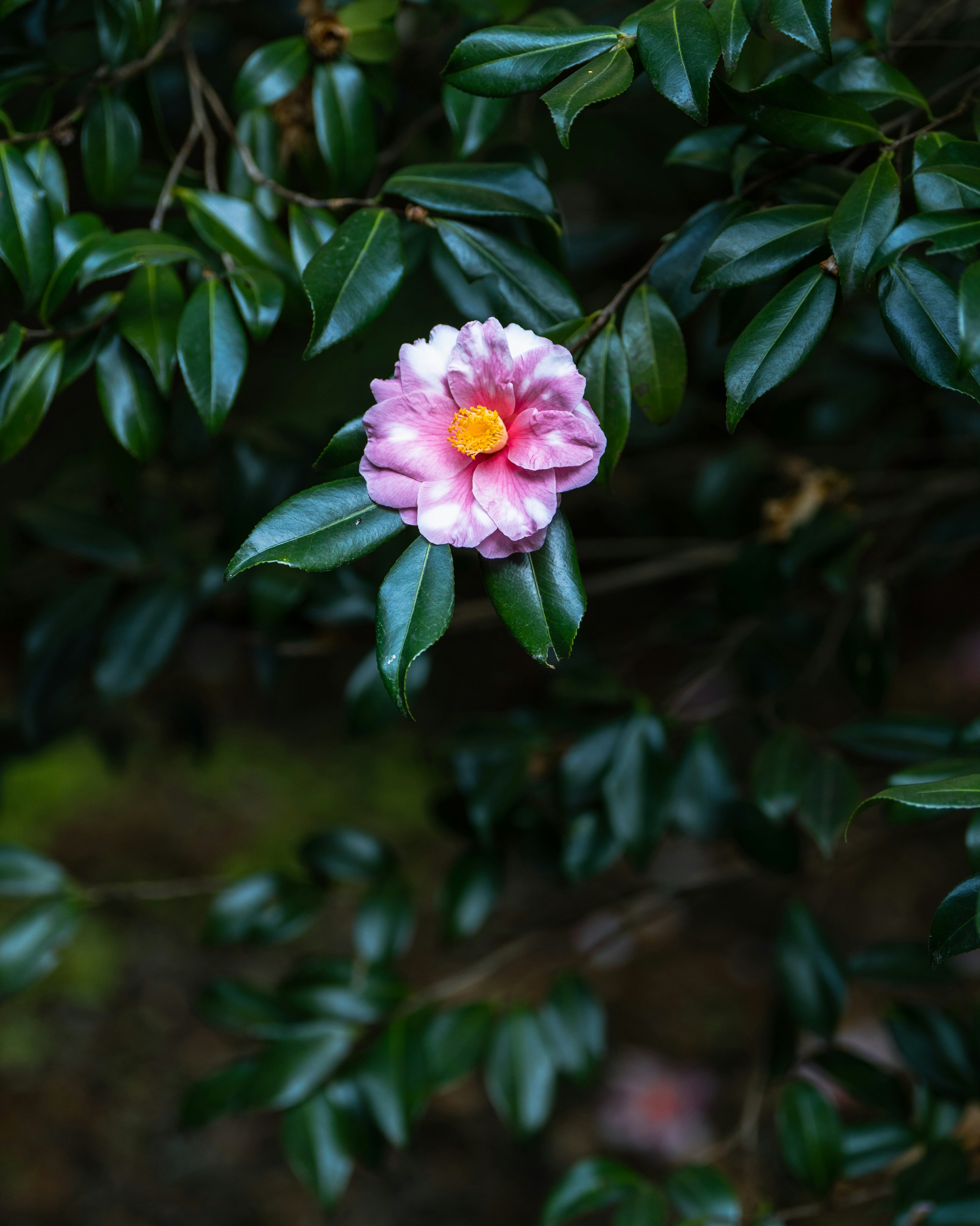 緑の葉の中に咲くピンクの椿の花