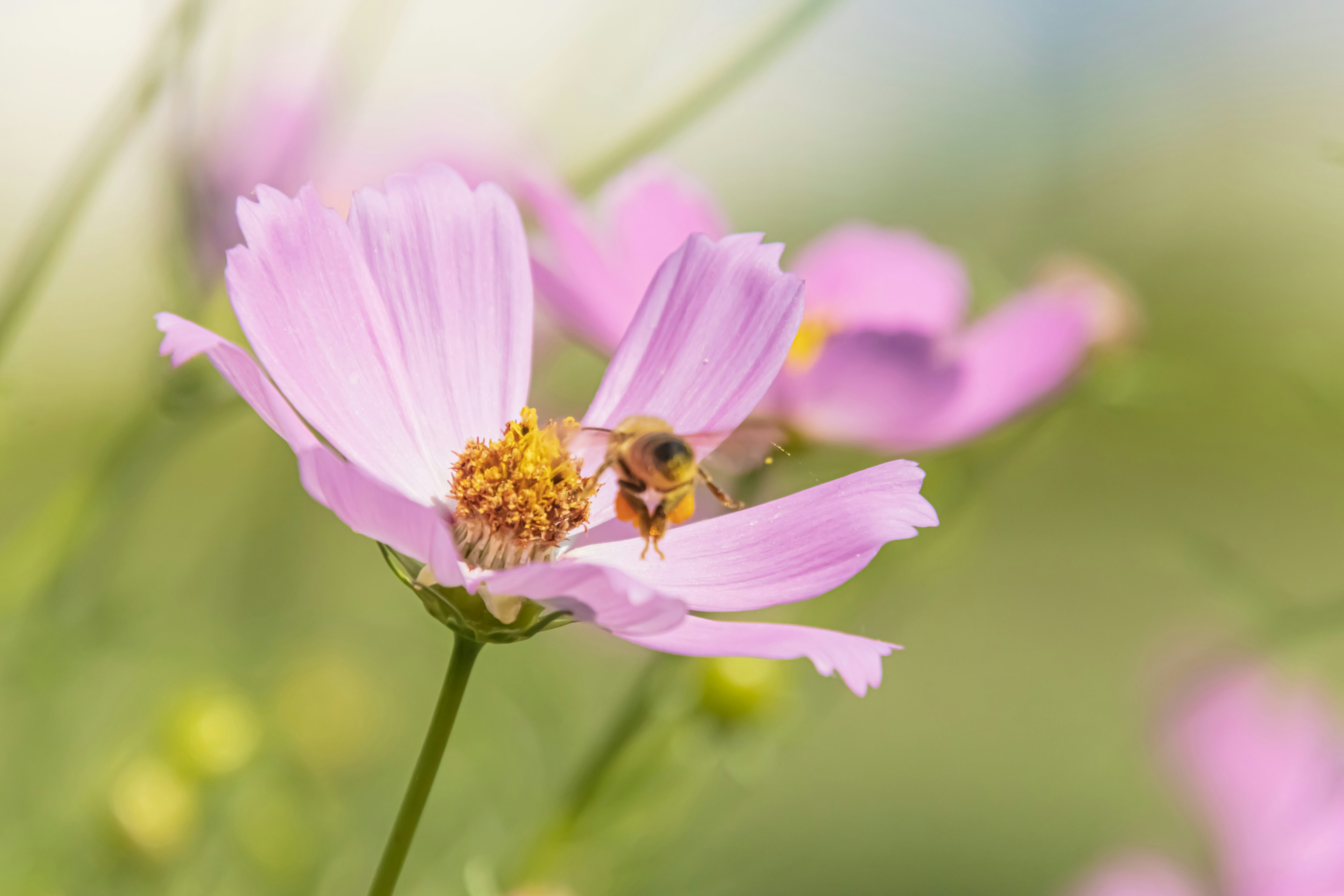 Gros plan d'une abeille sur une fleur rose avec un arrière-plan doux