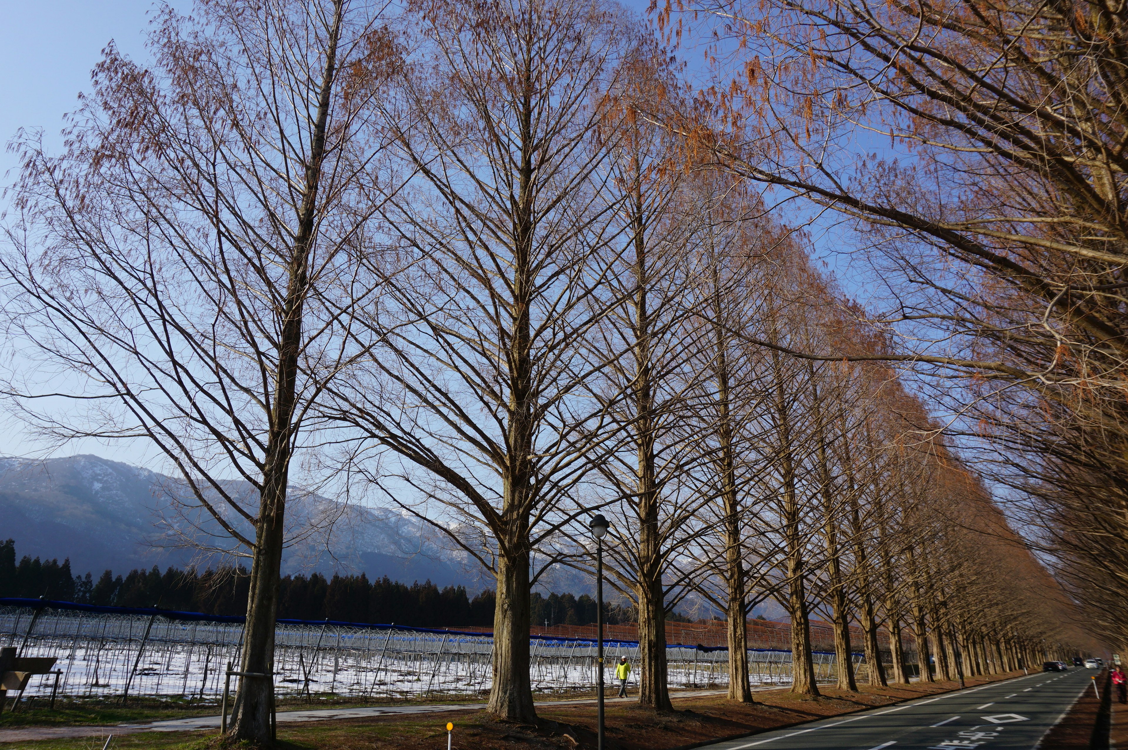 Reihe hoher Bäume entlang einer Winterstraße mit schneebedecktem Boden