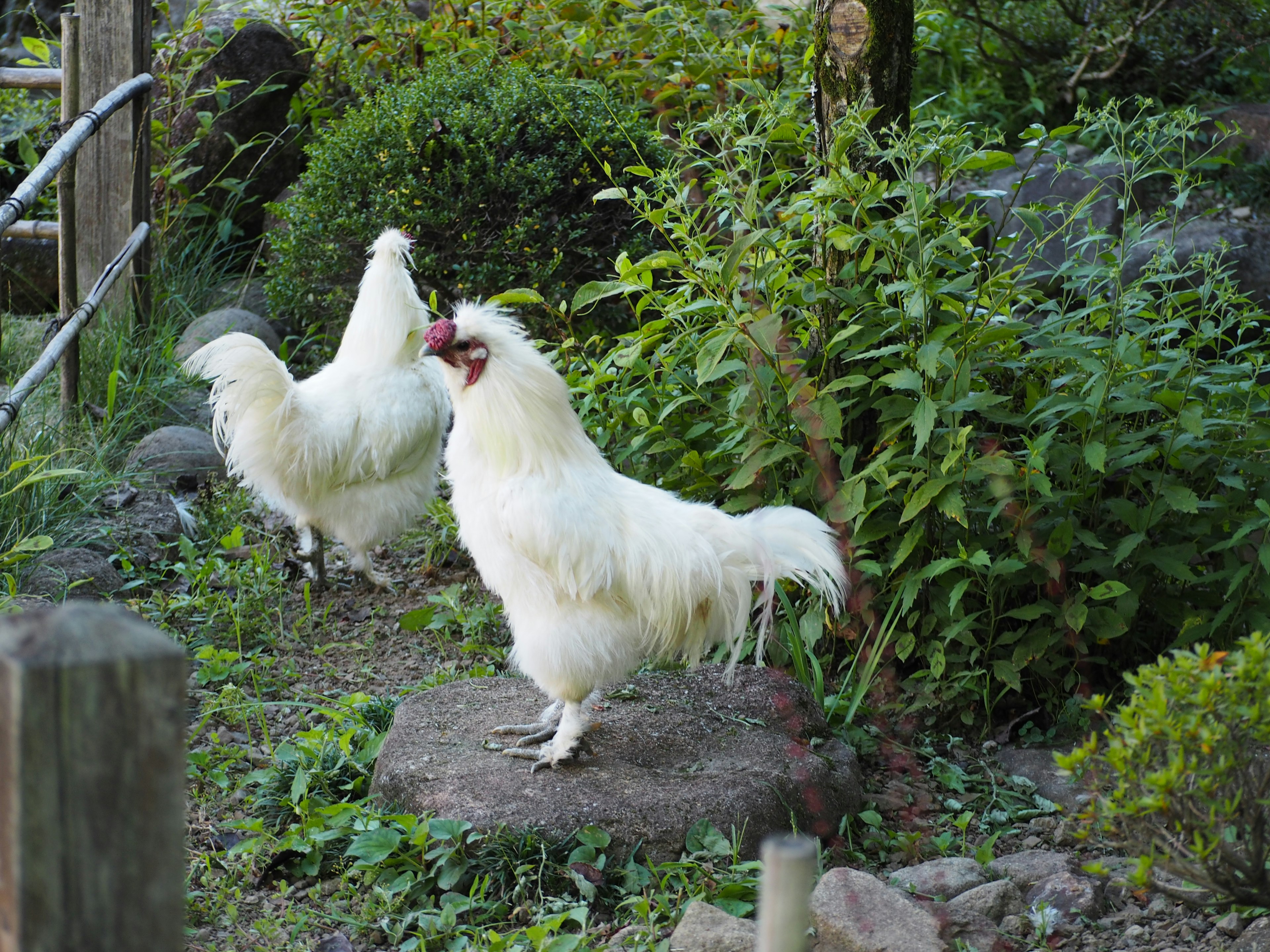 Two white chickens standing among greenery