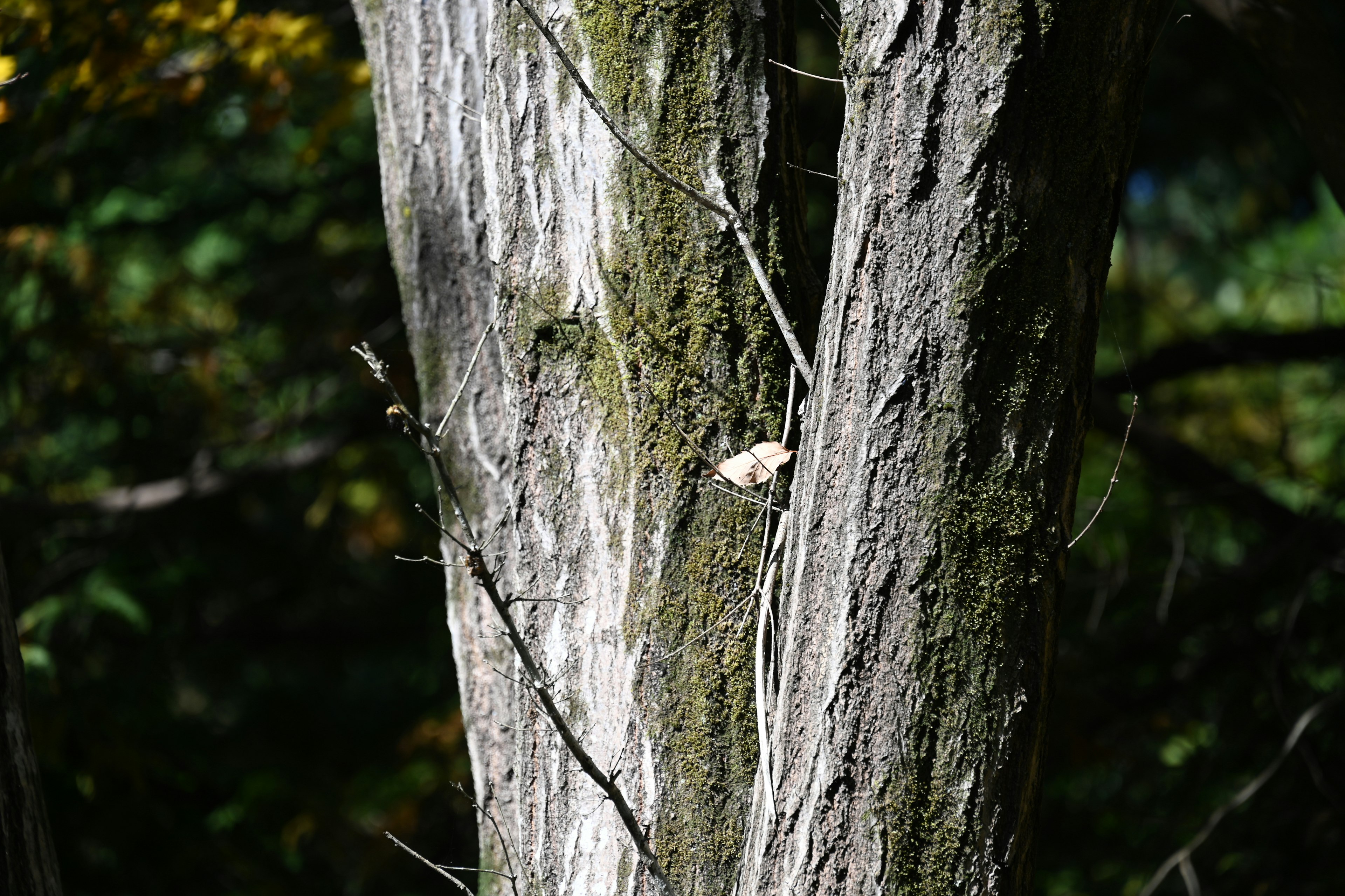 Image of a tree trunk covered with moss